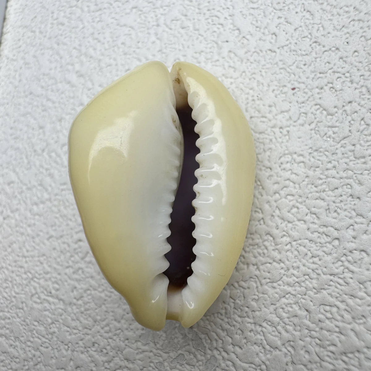 Monetaria moneta,Okinawa shell specimen from Okinawa, Japan, 28.3 mm, image 2