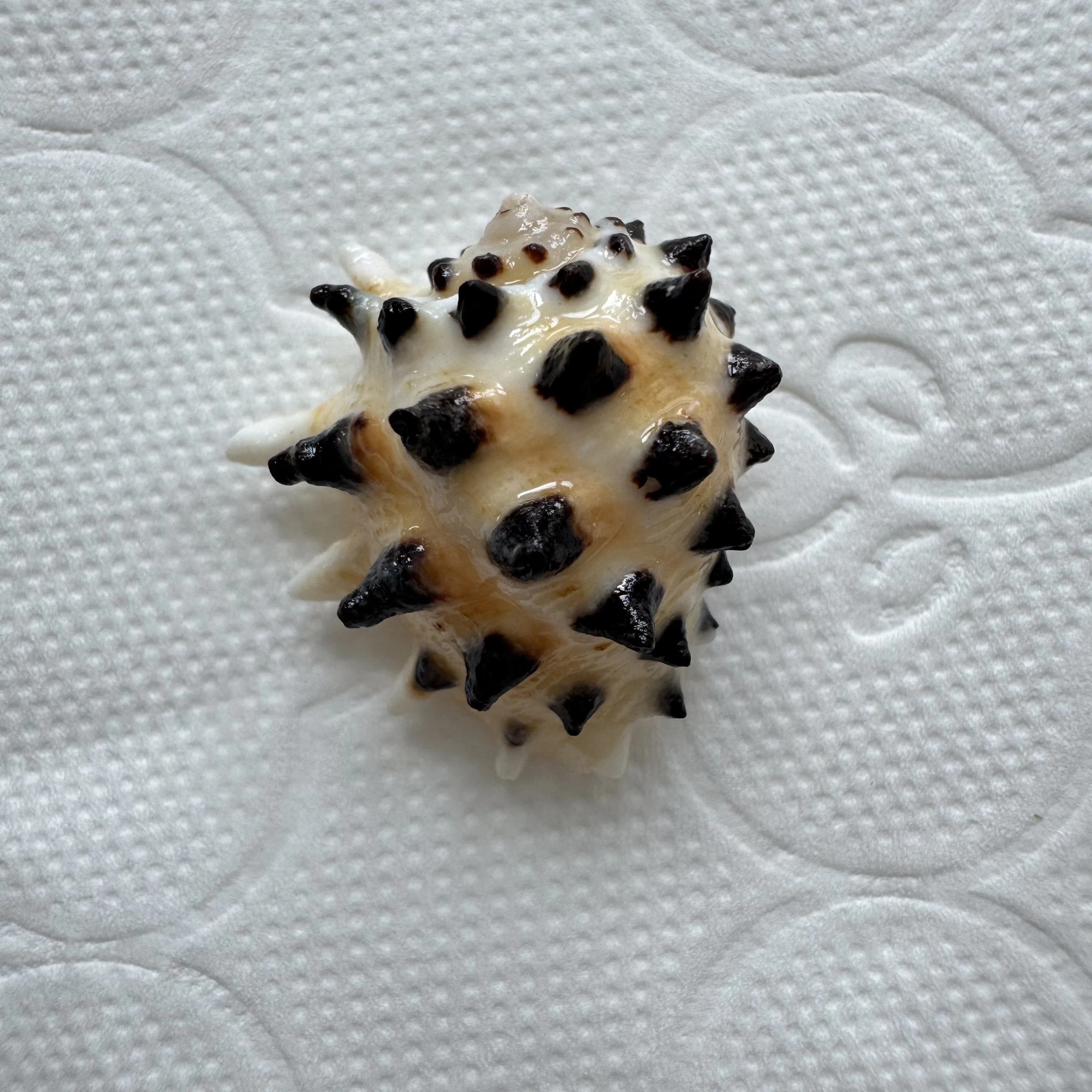 Drupa ricinus shell specimen from Okinawa, Japan, 23.6 mm, image 1