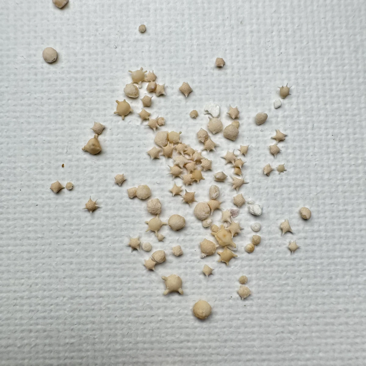 Foraminifera "star sand" shell specimen from Okinawa, Japan, 30 mm（bottle）, image 2