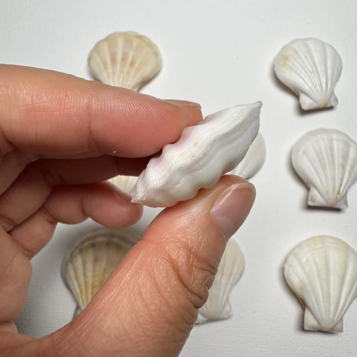 Decatopecten plica shell specimen from Philippines, 35.7-43.1 mm, image 3