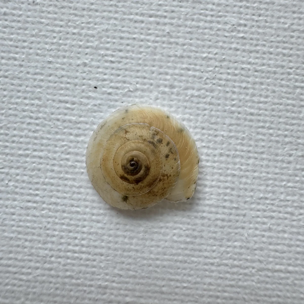 Bradybaena strictotaenia shell specimen from Longnan, Gansu, China, 15.2 mm, image 1