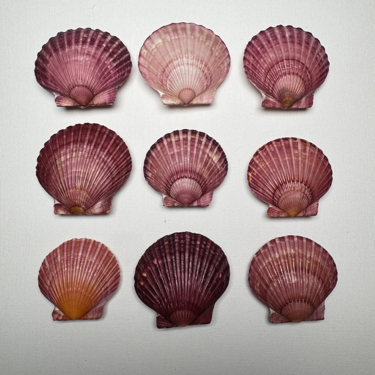 Argopecten irradians shell specimen from Shandong, China, 50-59 mm, image 2