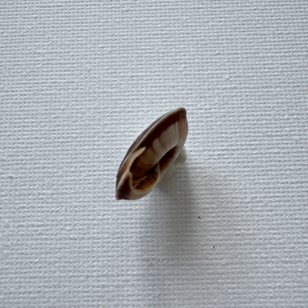 Laeocathaica carinalis shell specimen from Longnan, Gansu, China, 17.7-18.4 mm, image 3