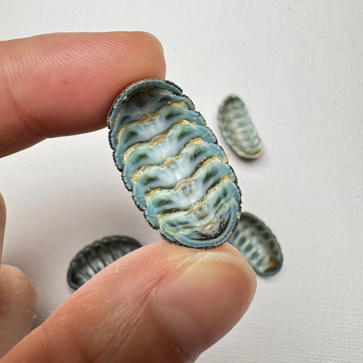 Lepidozona coreanica shell specimen from Yellow Sea, China, 19-24 mm, image 4