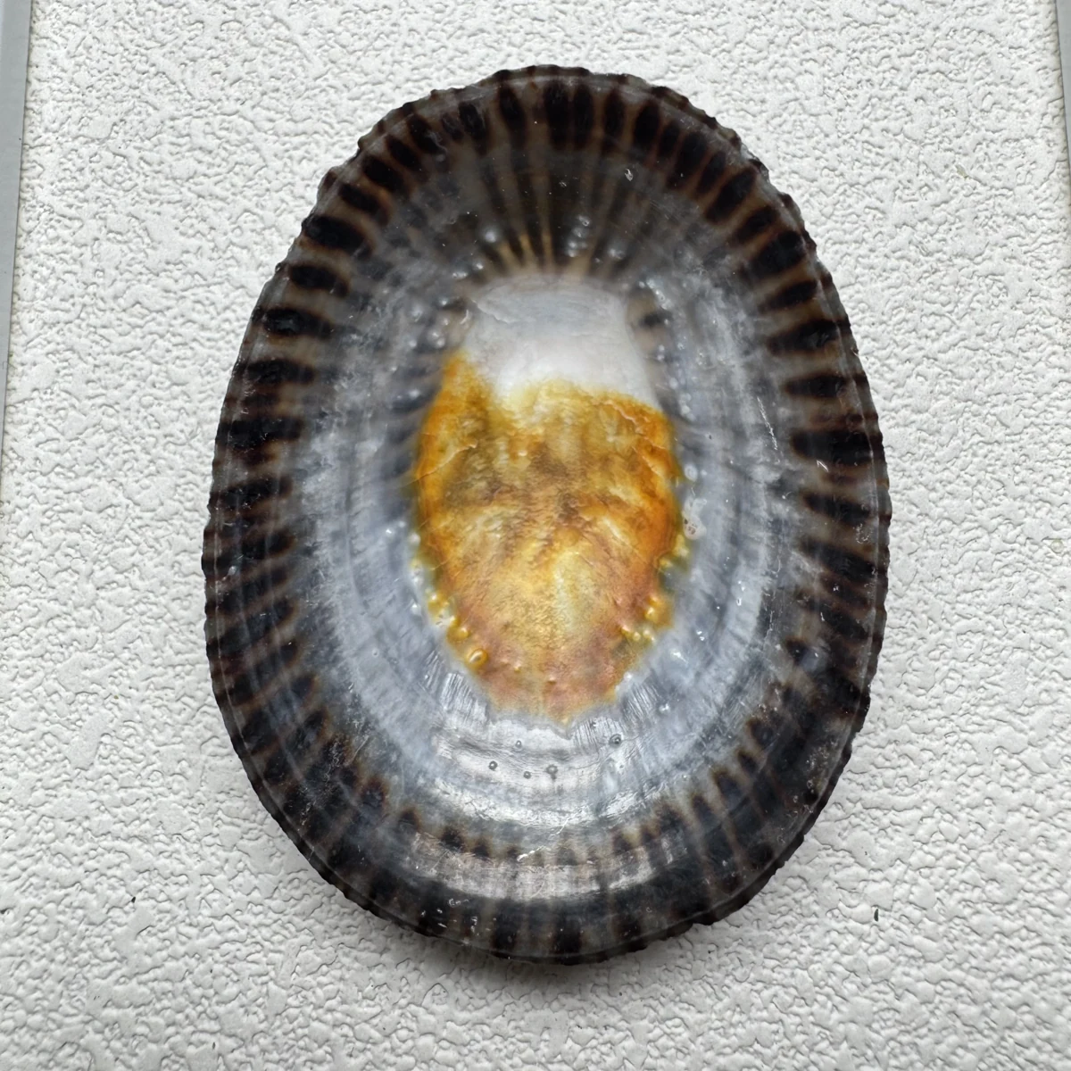 Cellana nigrolineata shell specimen from Aichi, Japan, 53.7 mm, image 2