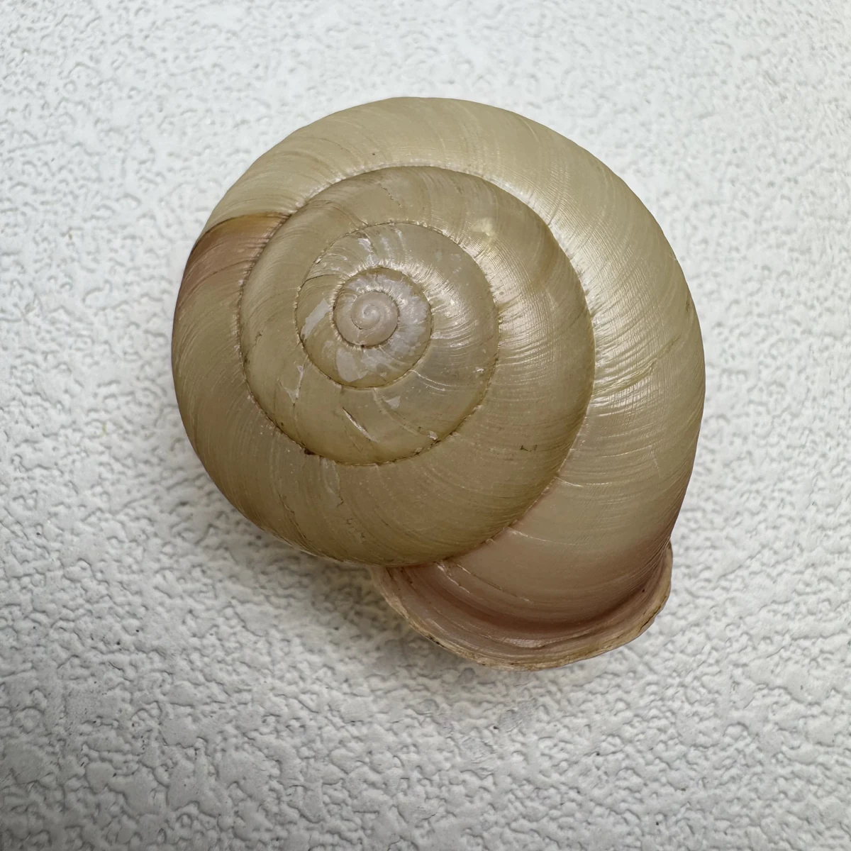 Euhadra amaliae shell specimen from Okinawa, Japan, 34.7 mm, image 2