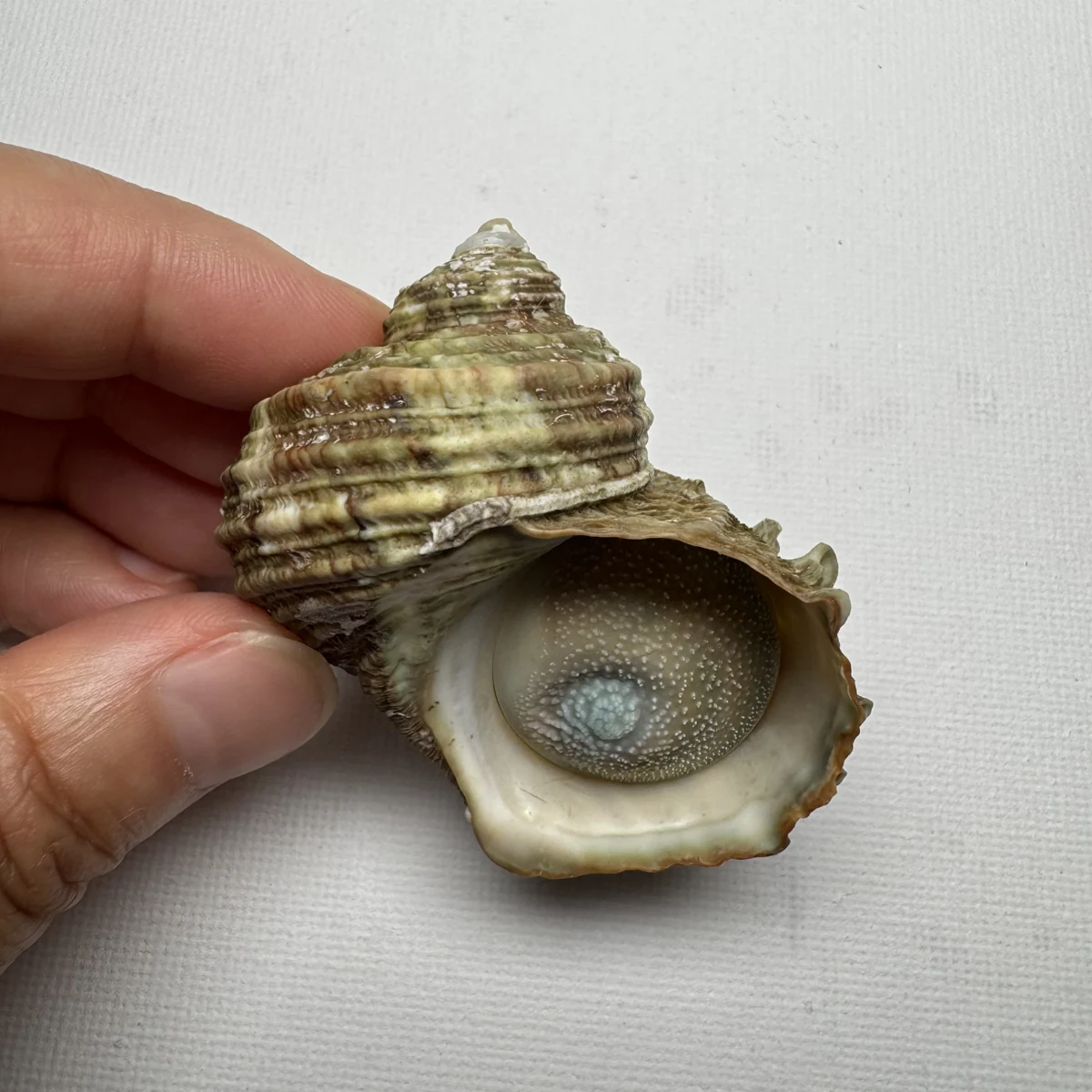 Turbo cornutus shell specimen from Dongshan Island,Fujian,China, 52 mm, image 3
