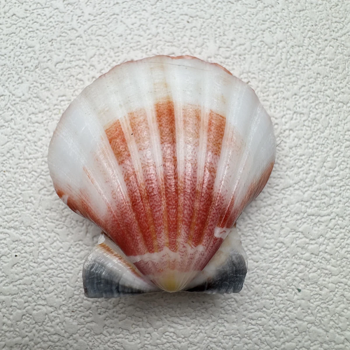 Bractechlamys vexillum shell specimen from Philippines, 35.8 mm, image 2