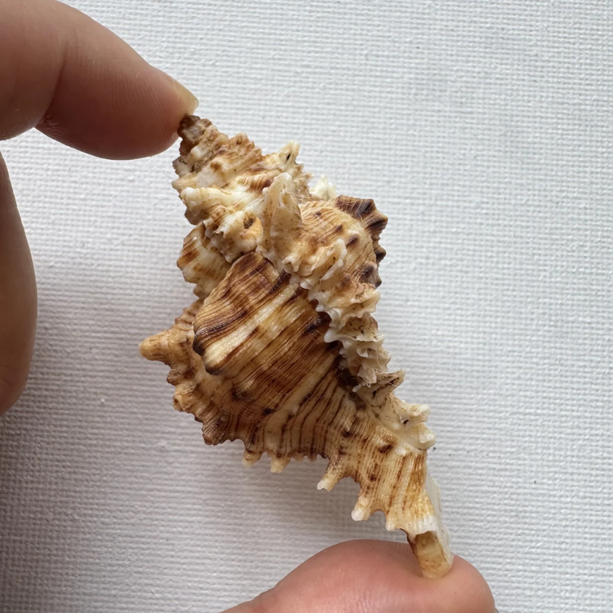Chicoreus asianus shell specimen from Pingtan Island,Fujian,China, 60.1 mm, image 3