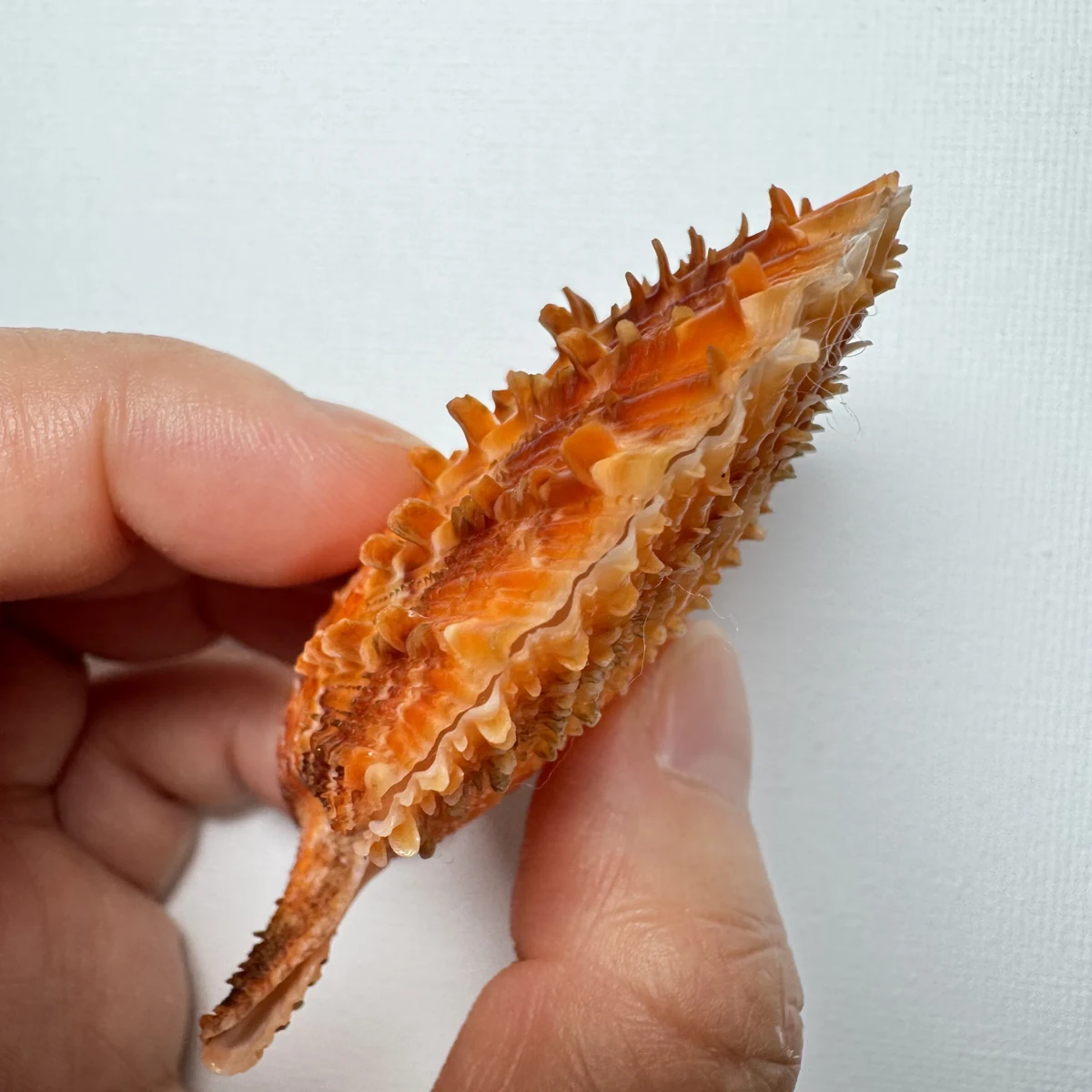 Scaeochlamys farreri shell specimen from Shandong, China, 61.6 mm, image 5