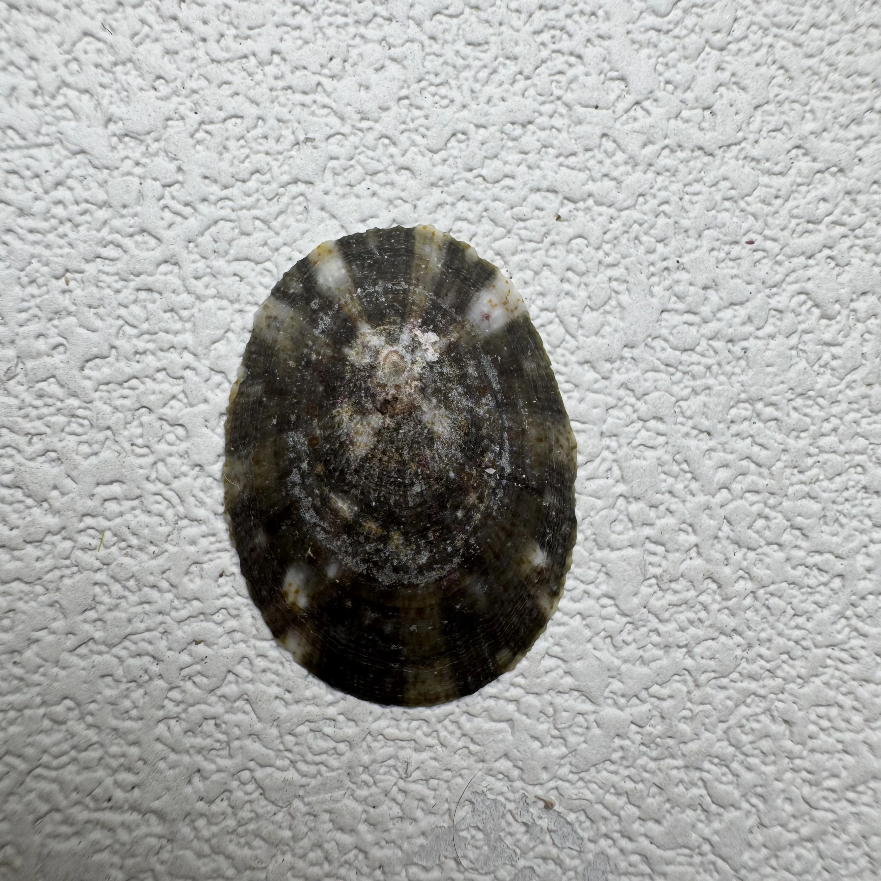 Cellana radiata enneagona shell specimen from Lingshui, Hainan, China, 24.8 mm, image 1