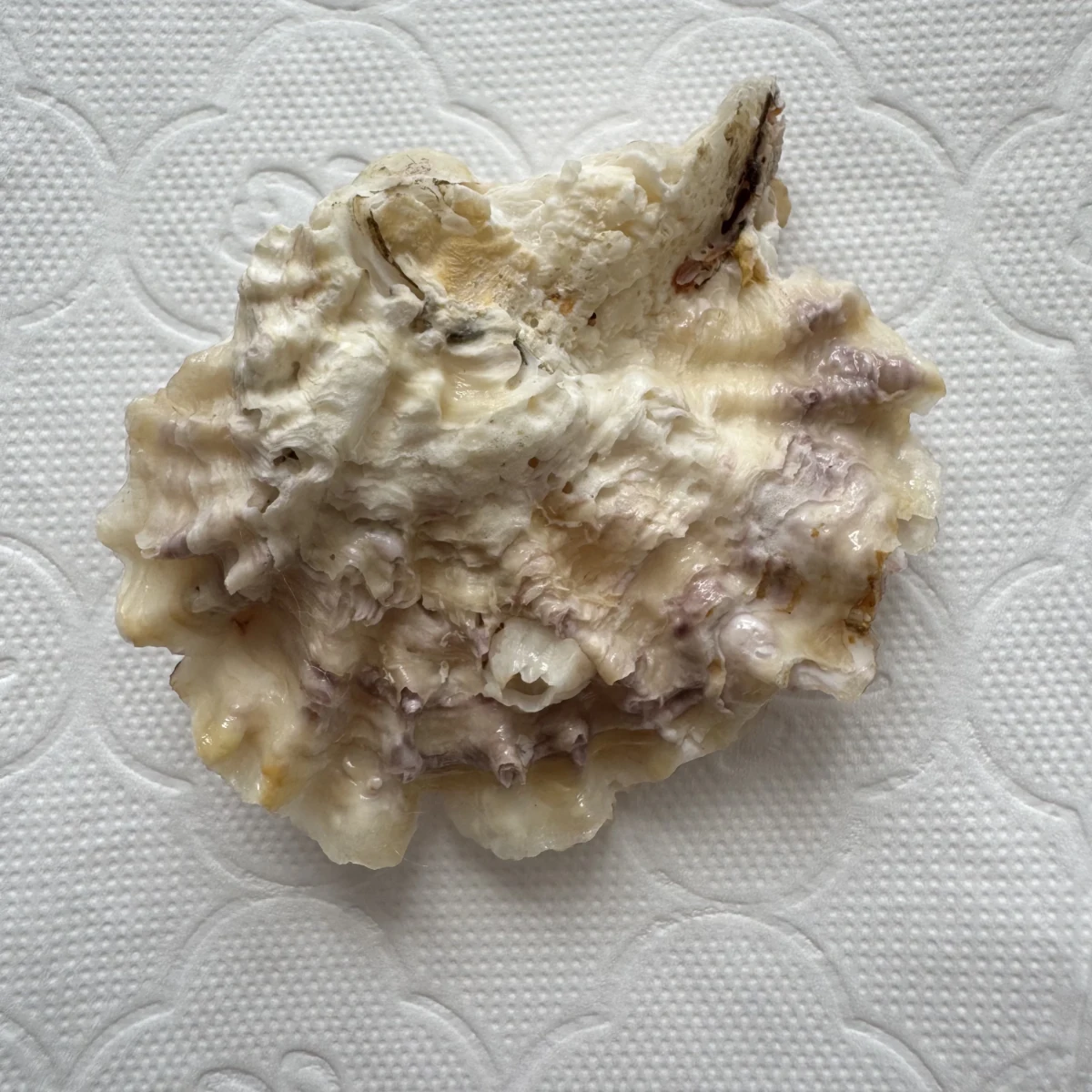 Alectryonella plicatula shell specimen from Beihai,Guangxi, China, 56.5 mm, image 2