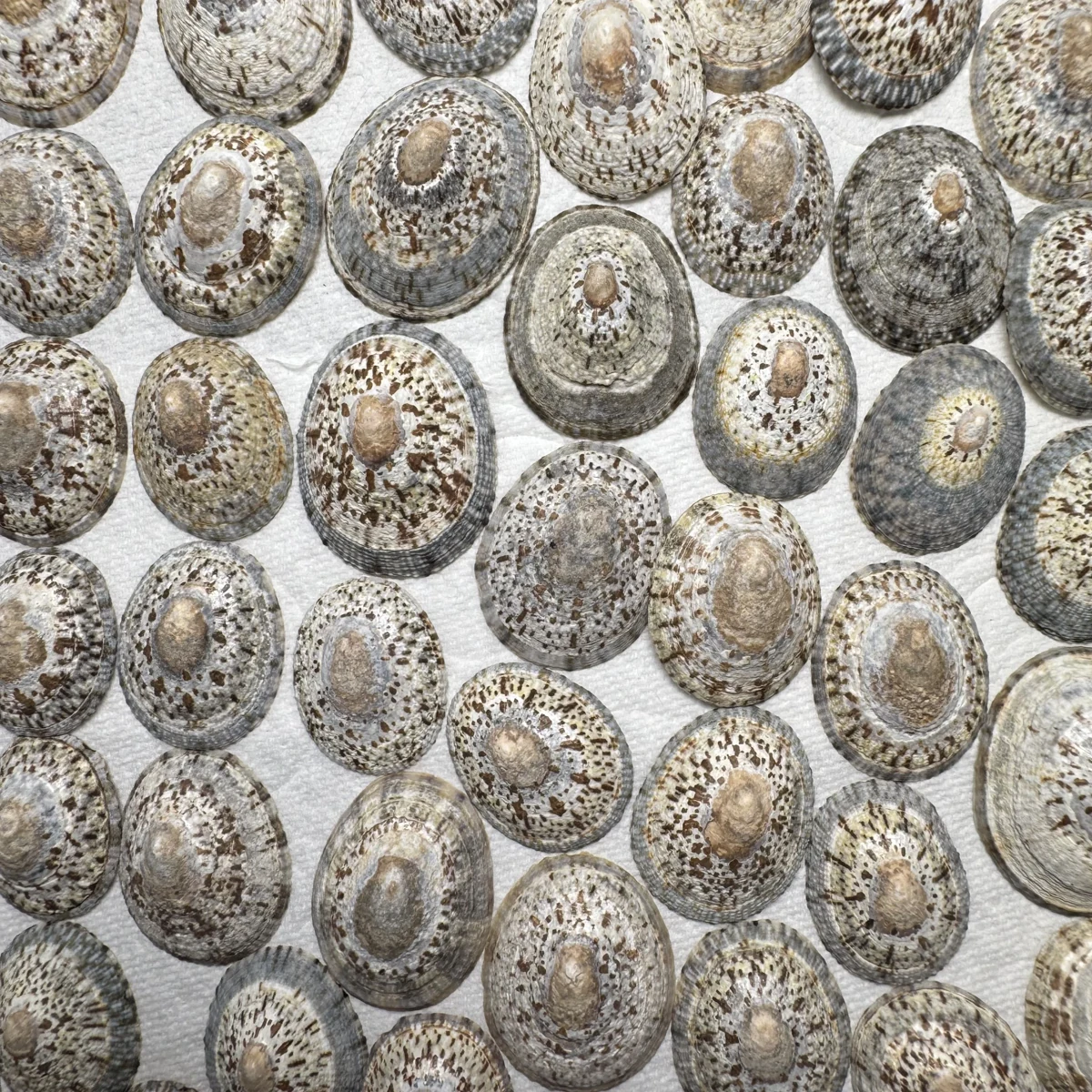 Cellana grata shell specimen from Japan, 27.7-37.9 mm, image 1