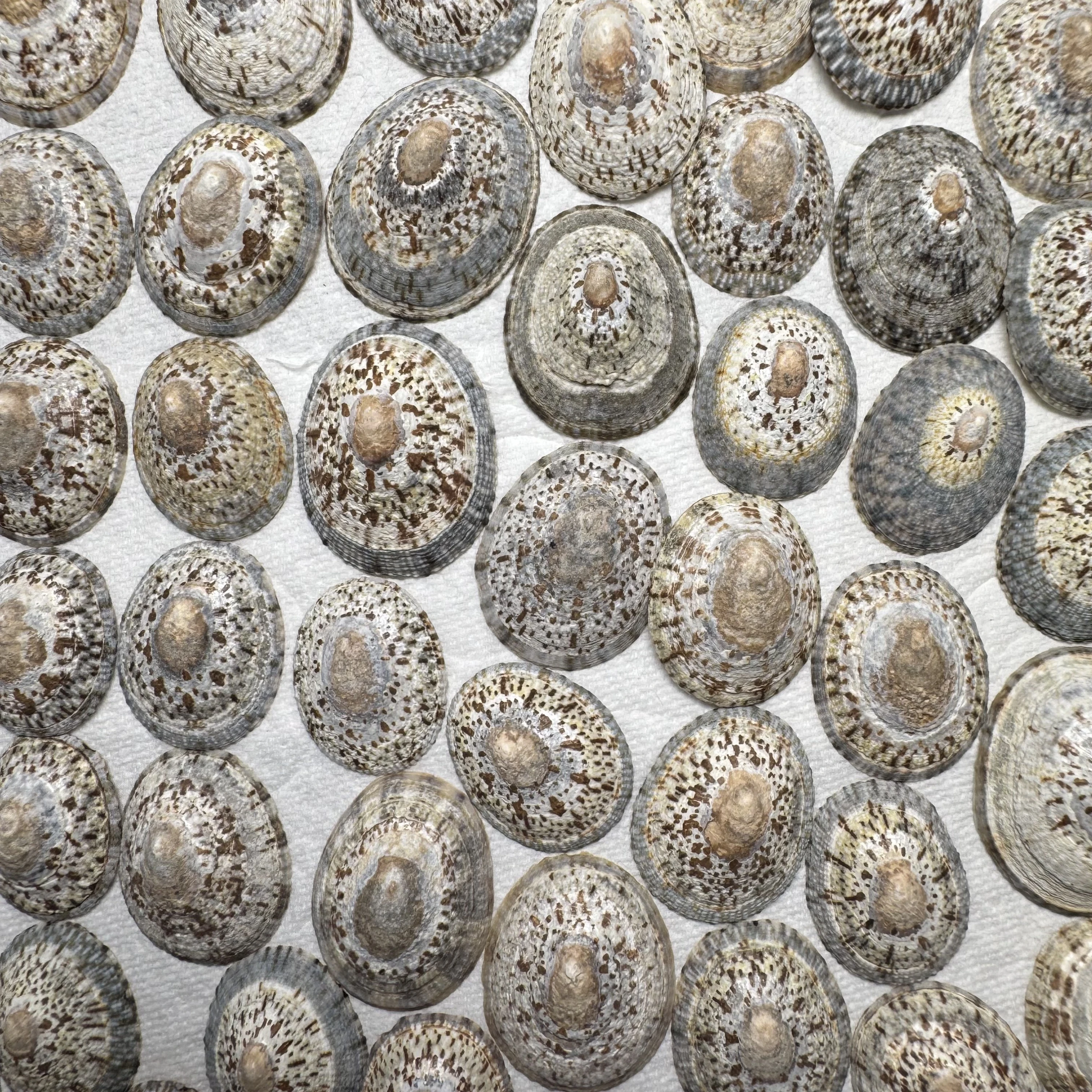 Cellana grata shell specimen from Japan, 27.7-37.9 mm, image 1