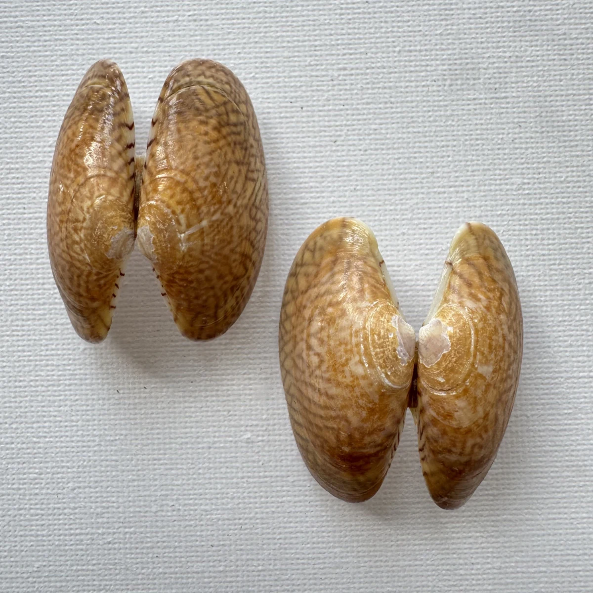 Paphia undulata shell specimen from Fujian,China, 42.7 mm, image 6