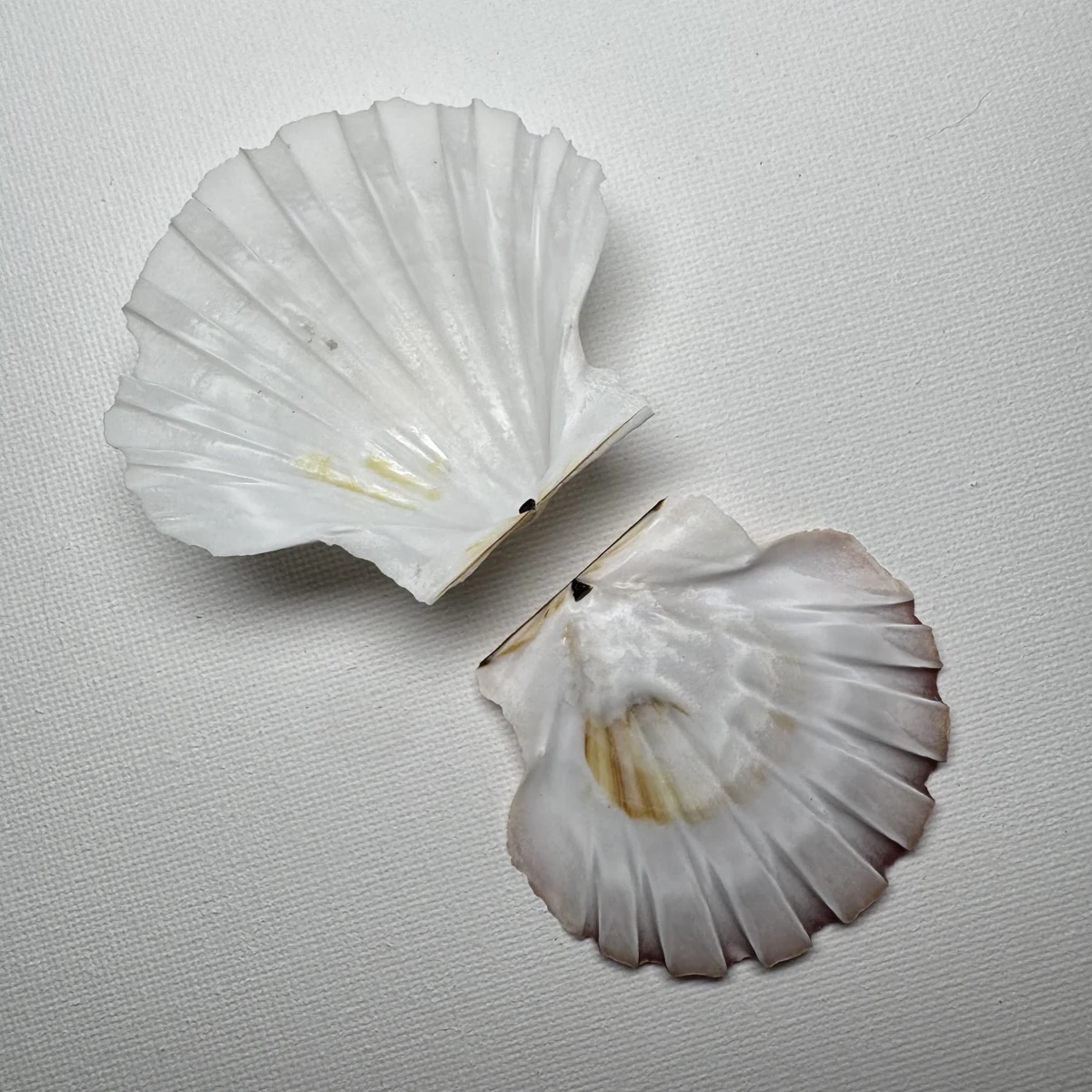 Pecten albicans shell specimen from Aichi, Japan, 54 mm, image 2