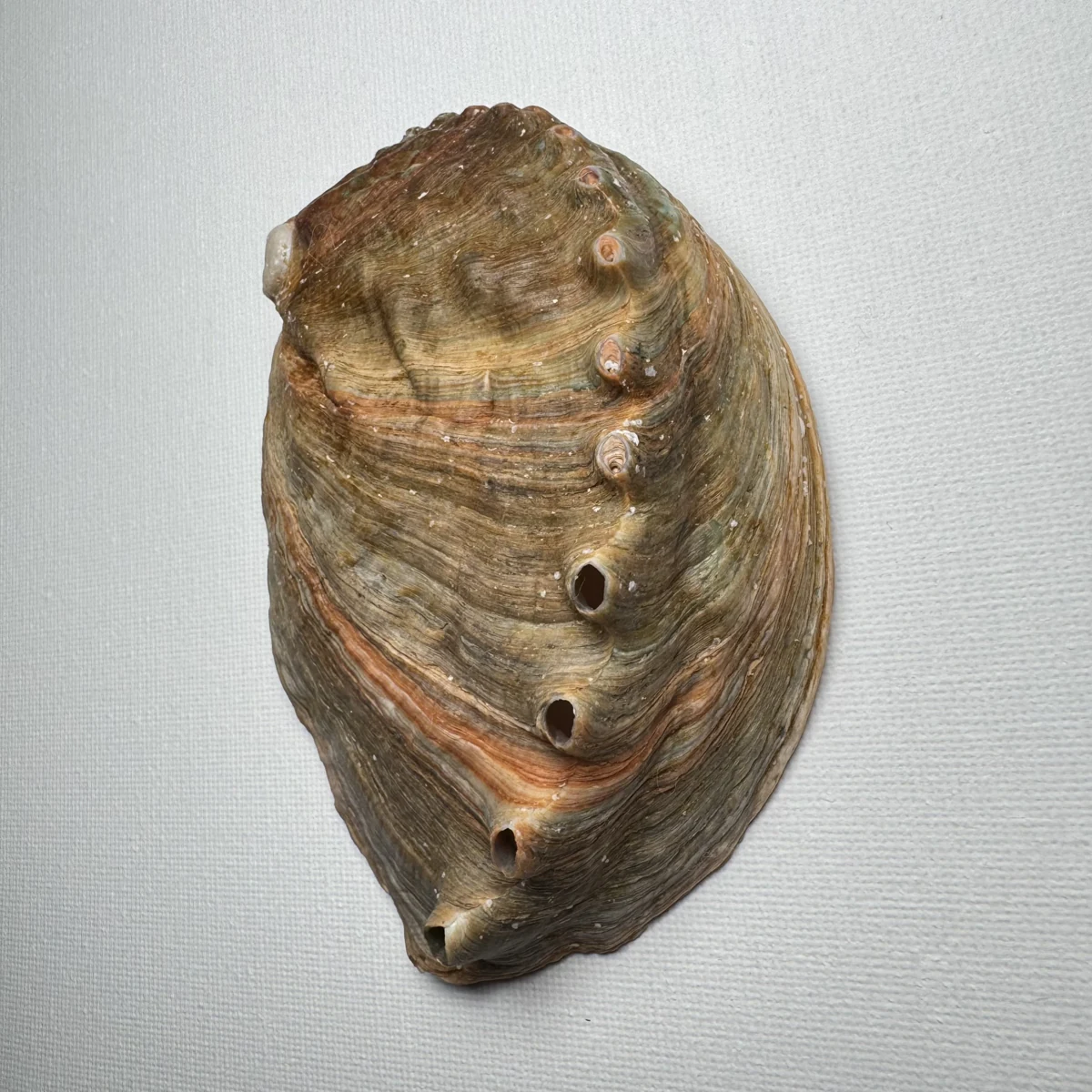 Haliotis discus shell specimen from Hinomisaki, Wakayama, Japan, 110.1 mm, image 3