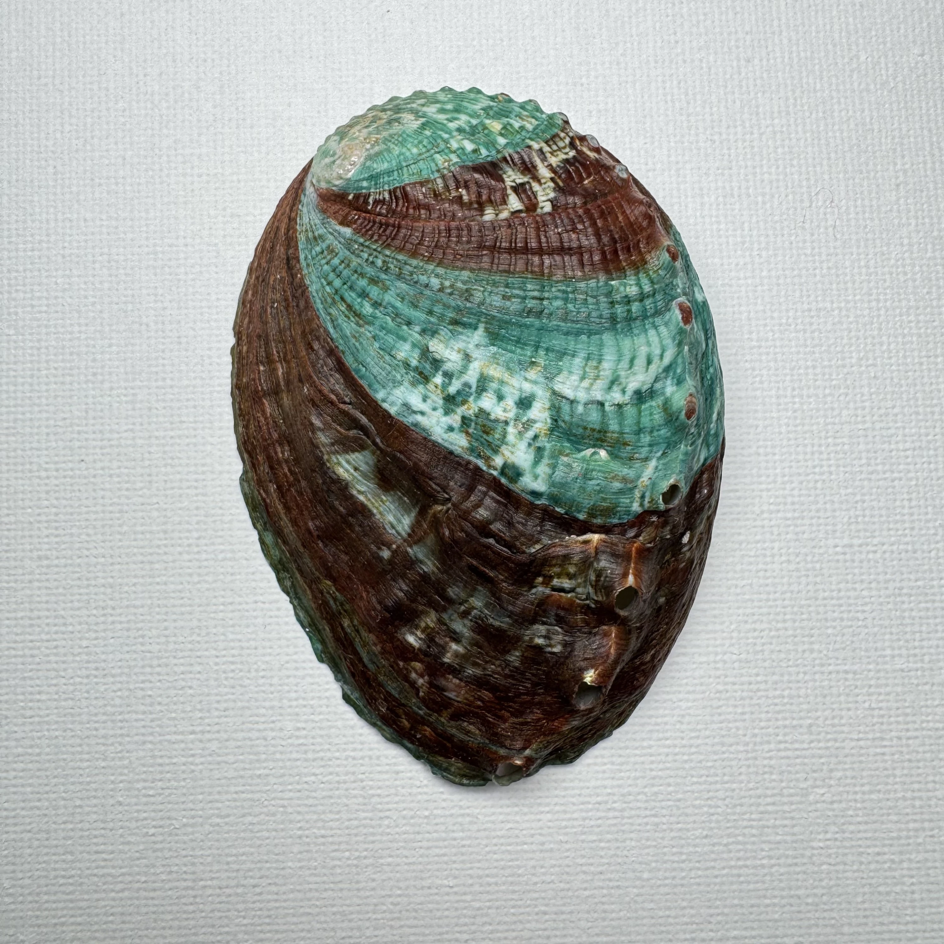 Haliotis discus hannai shell specimen, 79.3 mm, image 1