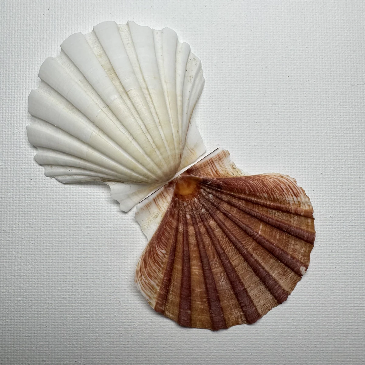 Pecten albicans shell specimen from Aichi, Japan, 54 mm, image 1