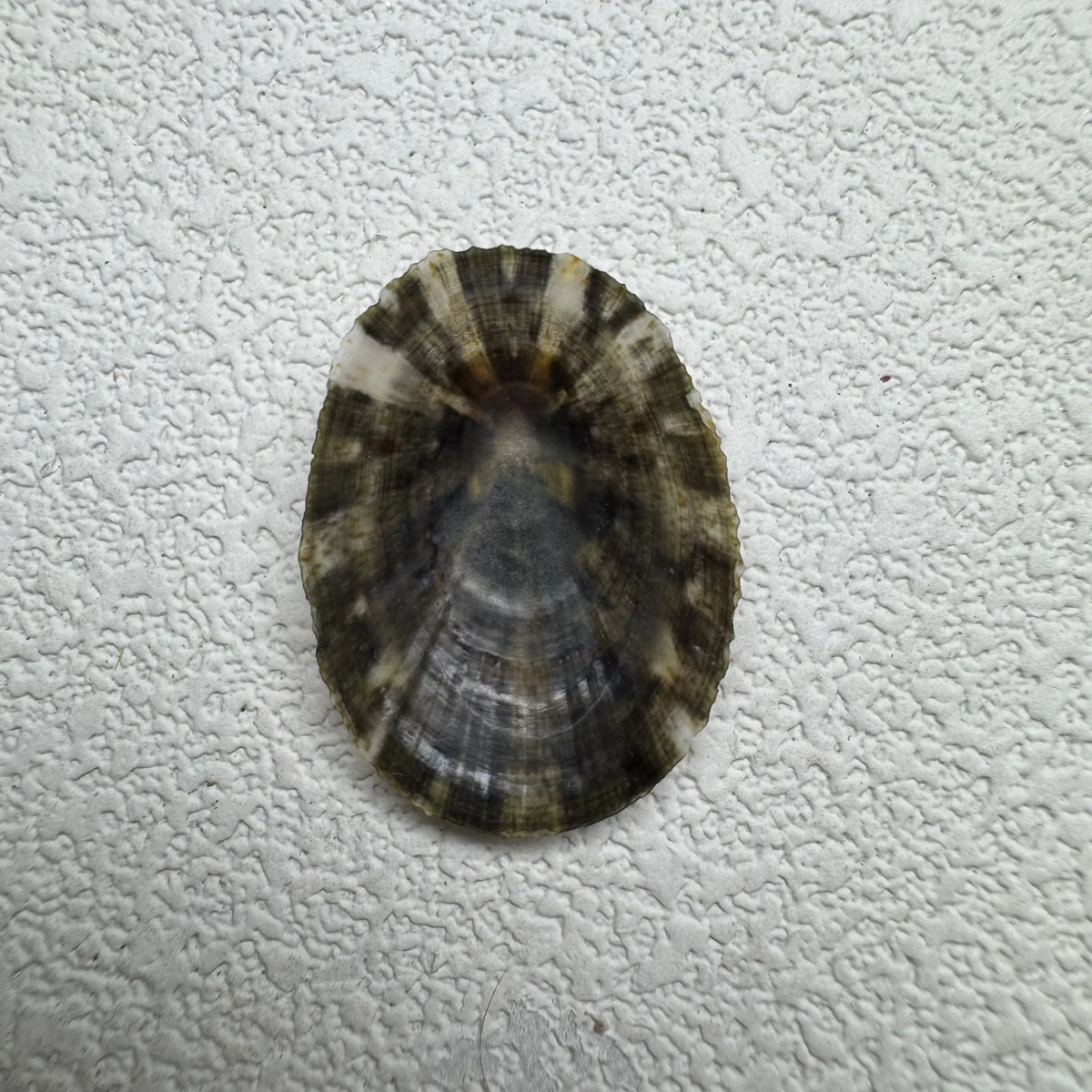 Cellana radiata enneagona shell specimen from Lingshui, Hainan, China, 24.8 mm, image 2