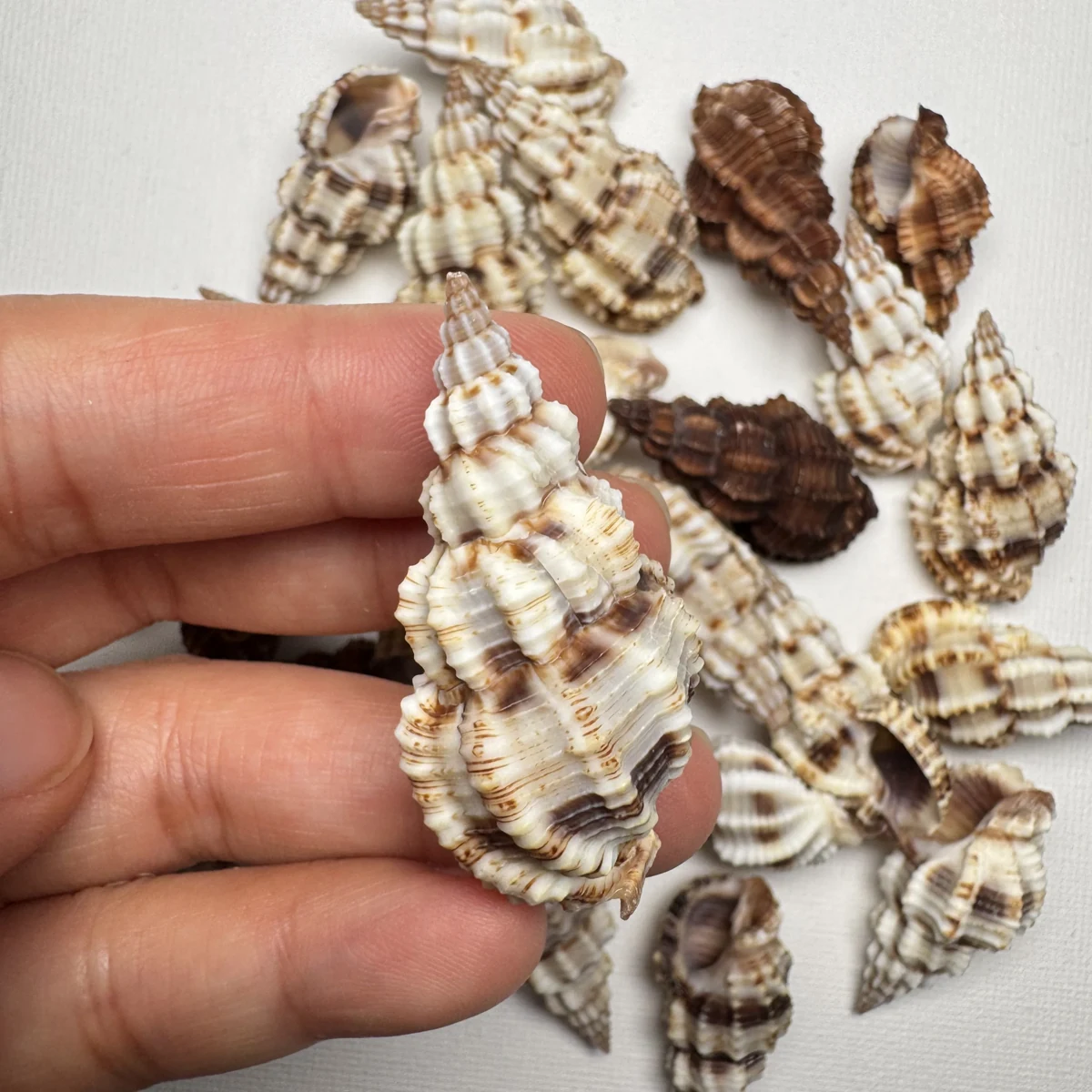 Phos senticosus shell specimen from Beihai,Guangxi,China, 34.8-42.4 mm, image 2