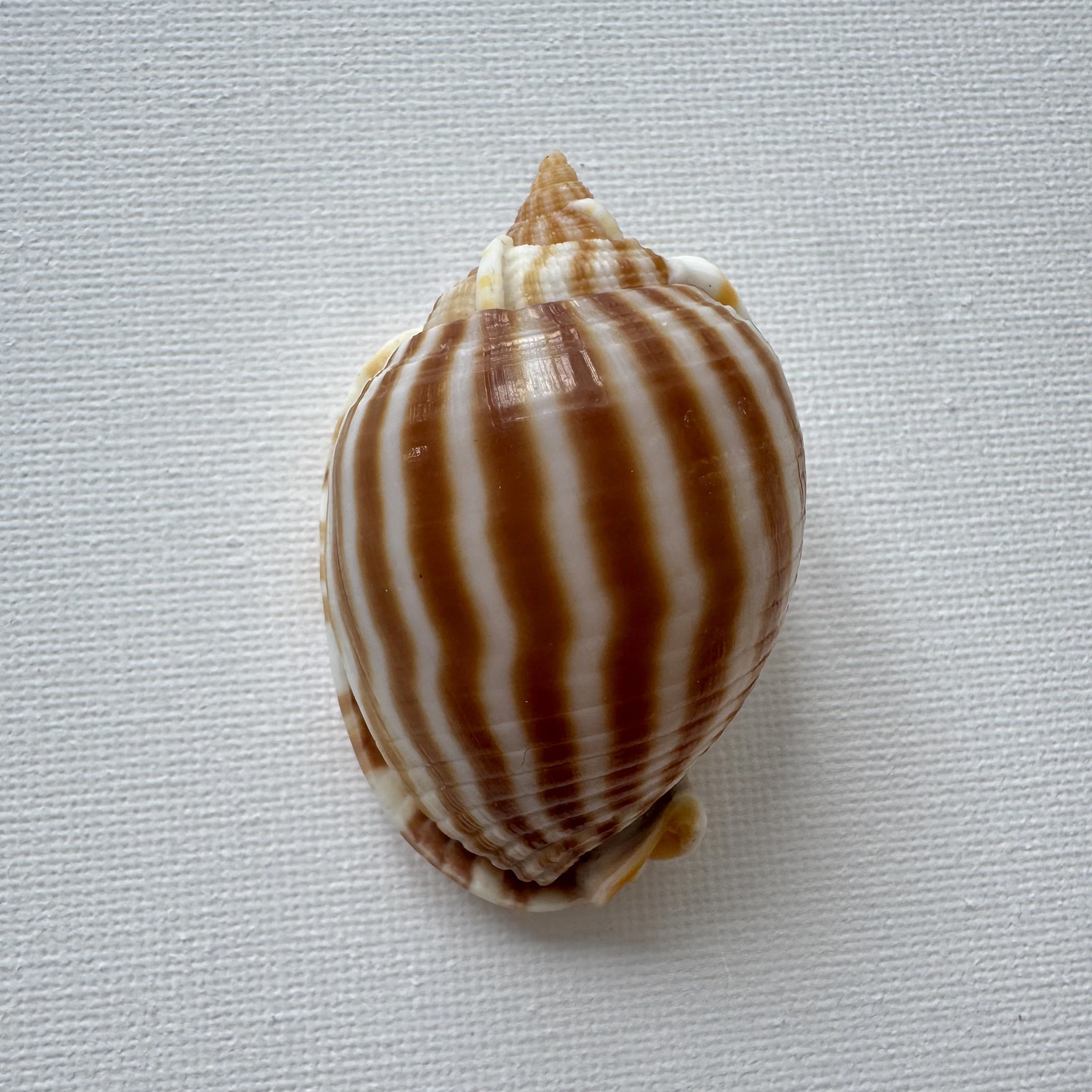 Phalium flammiferum shell specimen from East China Sea Zhejiang Province, China, 55.7 mm, image 1