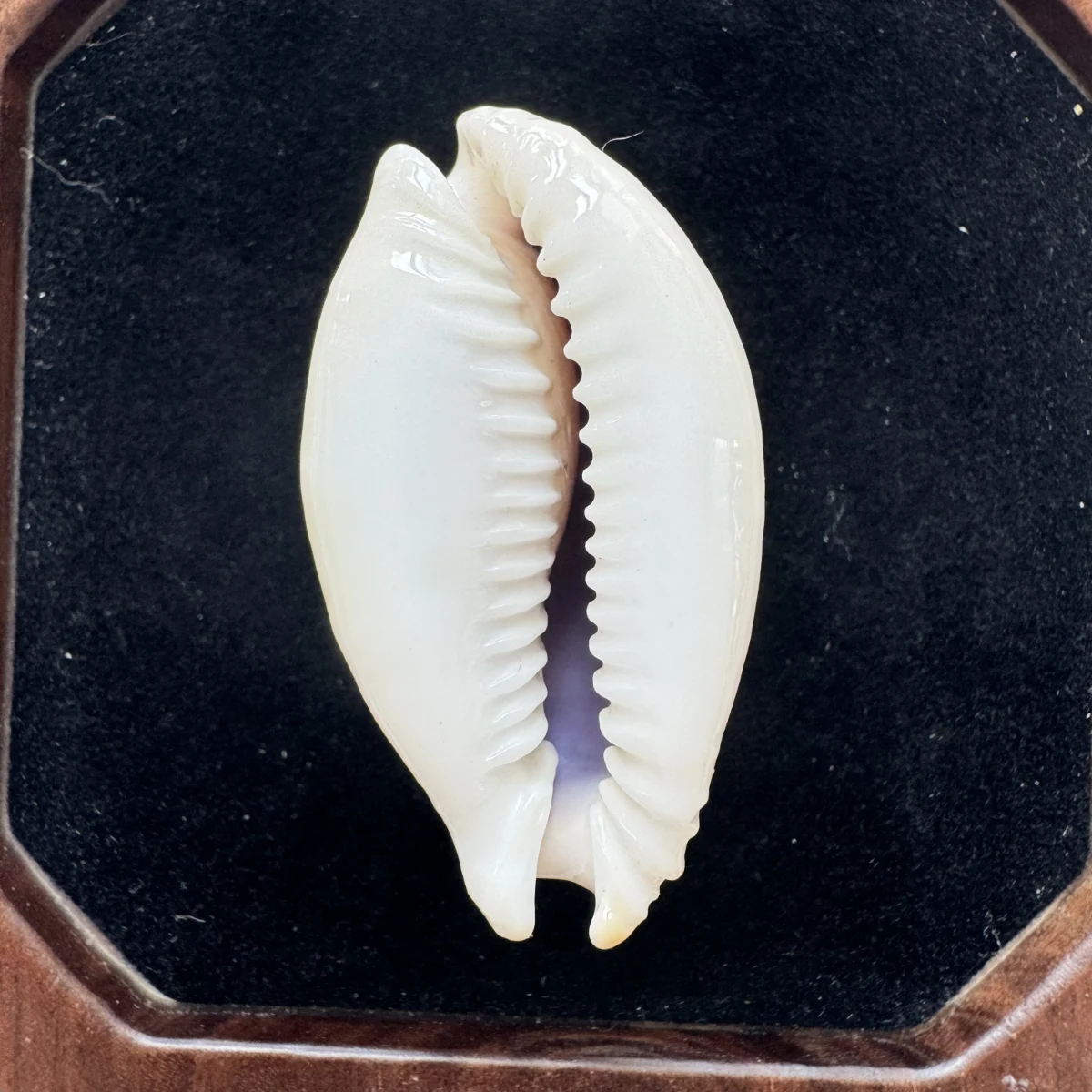 Naria miliaris shell specimen from Hainan, China, 44.3 mm, image 2