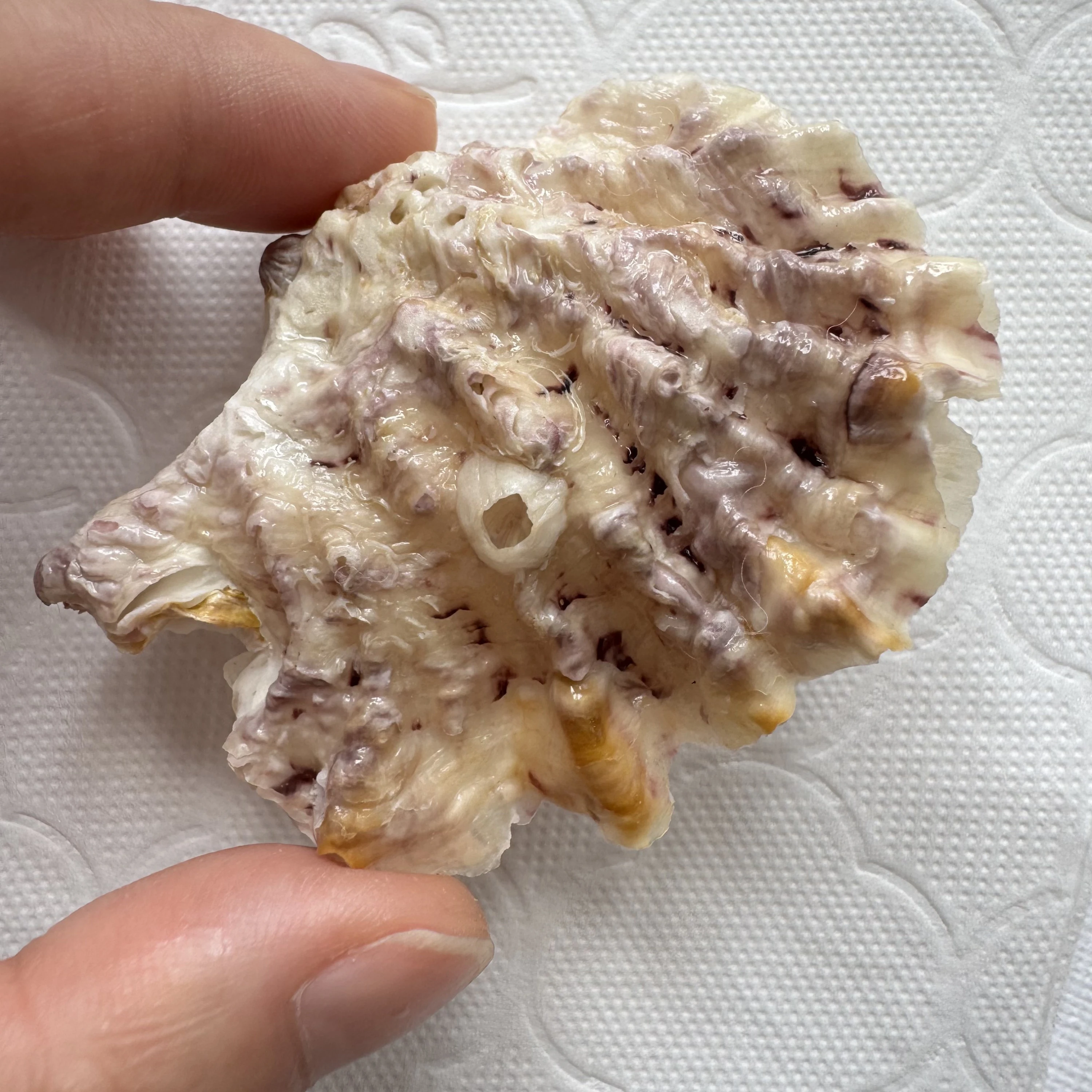 Alectryonella plicatula shell specimen from Beihai,Guangxi, China, 56.5 mm, image 1