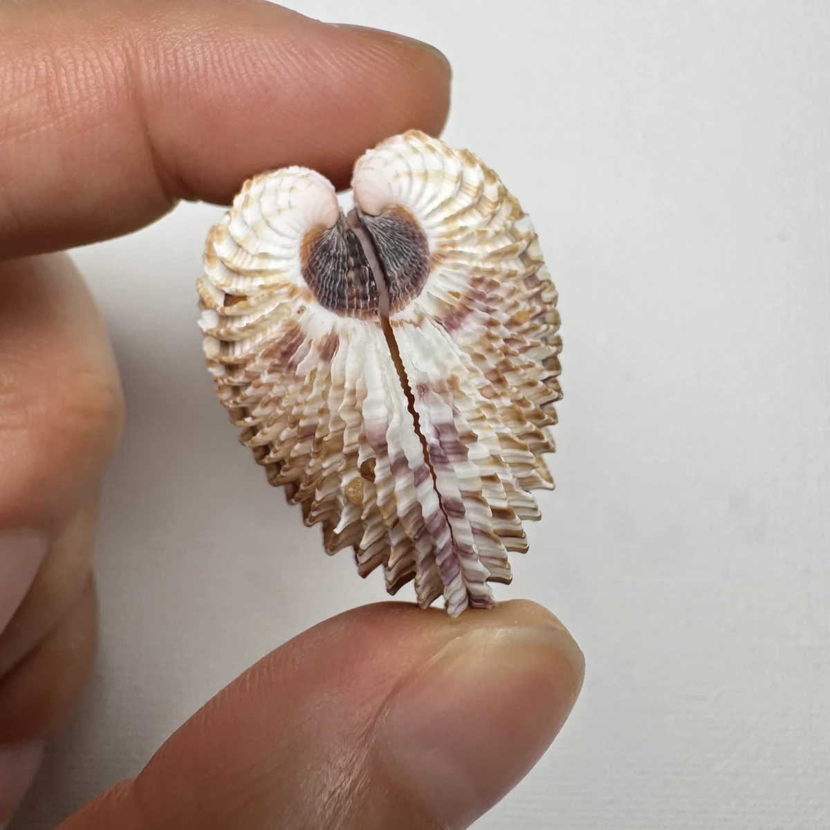 Antigona lamellaris shell specimen from Beihai,Guangxi,China, 31.9*40.9 mm, image 4