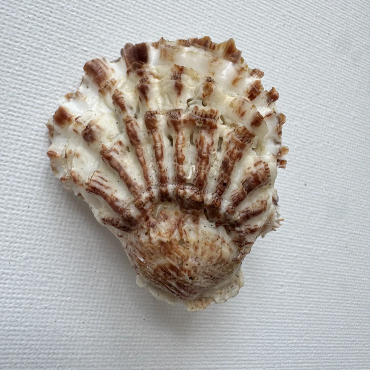 Oyster sp.+Chama sp. shell specimen from Beihai,Guangxi, China, 50.5 mm, image 3