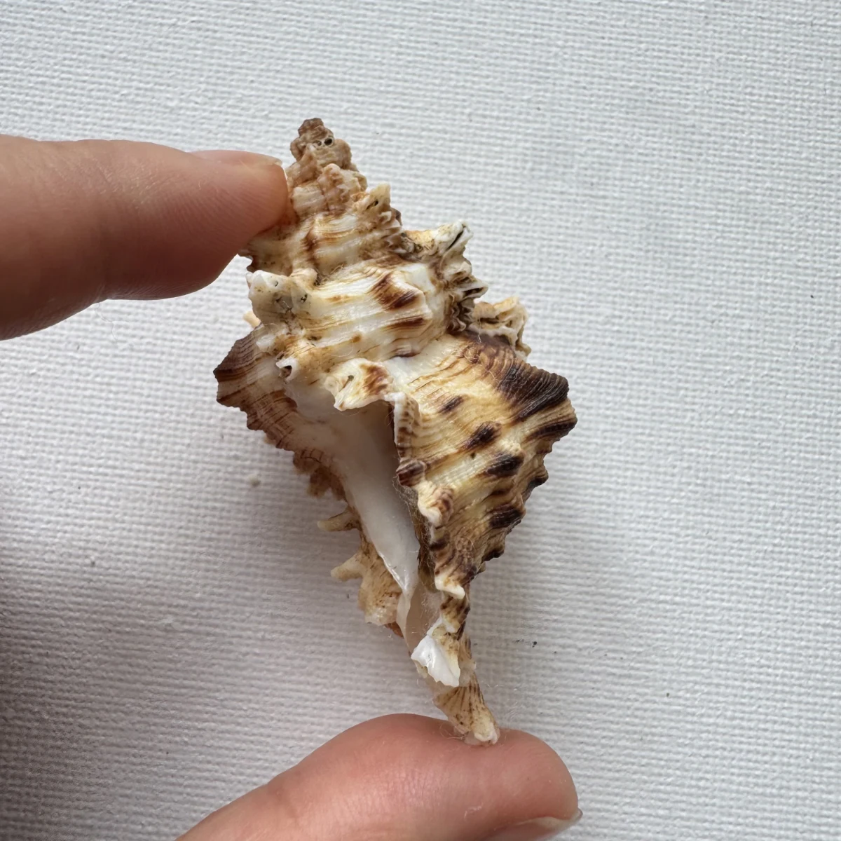 Chicoreus asianus shell specimen from Pingtan Island,Fujian,China, 60.1 mm, image 4