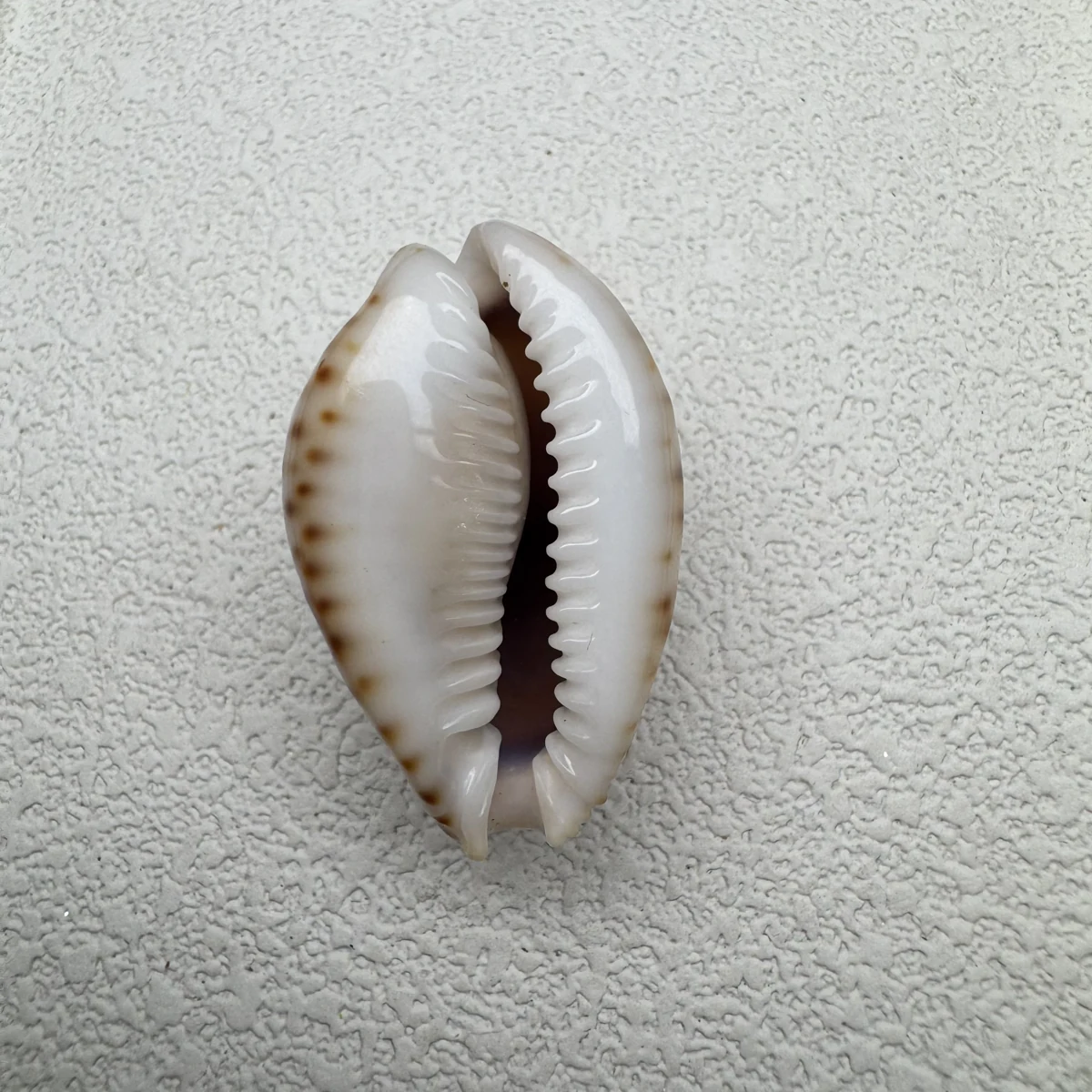 Naria lamarckii shell specimen from India, 30.5 mm, image 2