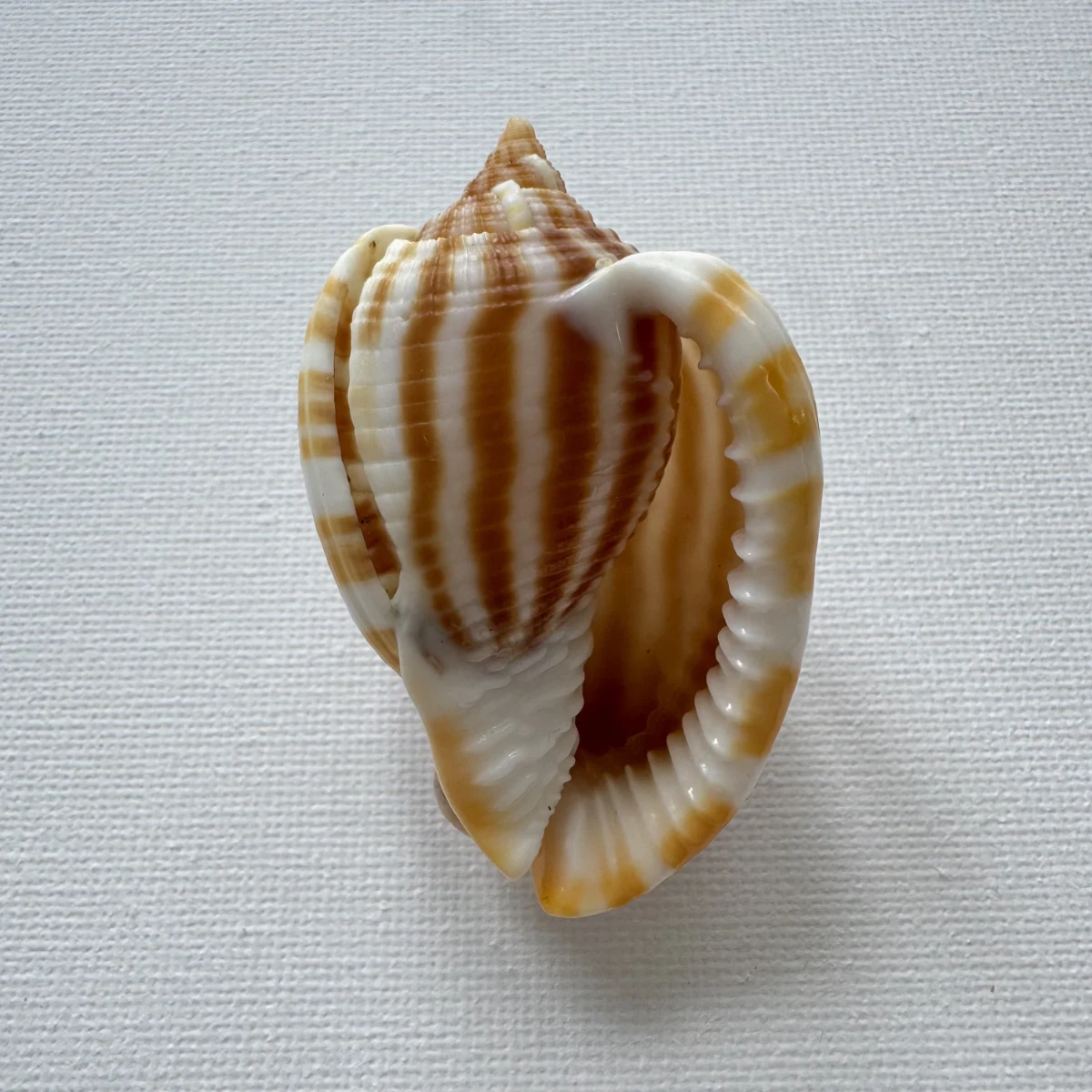 Phalium flammiferum shell specimen from East China Sea Zhejiang Province, China, 55.7 mm, image 2