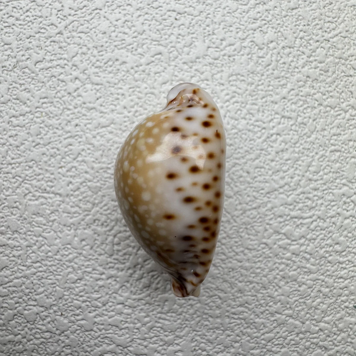 Naria lamarckii shell specimen from India, 30.5 mm, image 4