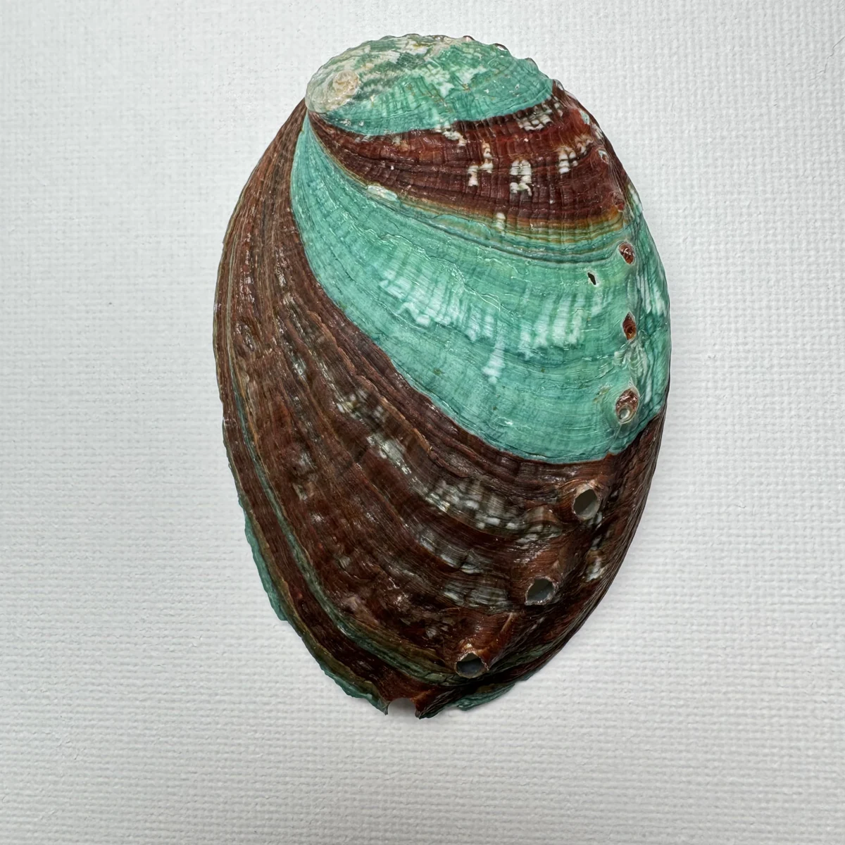 Haliotis discus hannai shell specimen, 79 mm, image 1