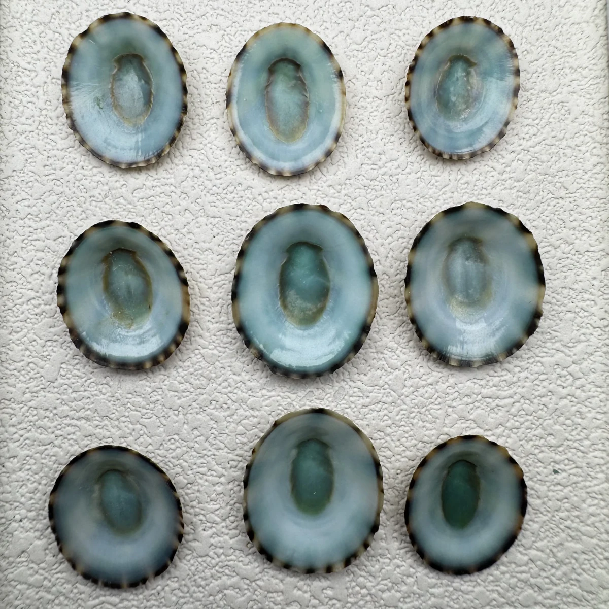 Lottia stanfordiana shell specimen from Mexico, 18-21.6 mm, image 1