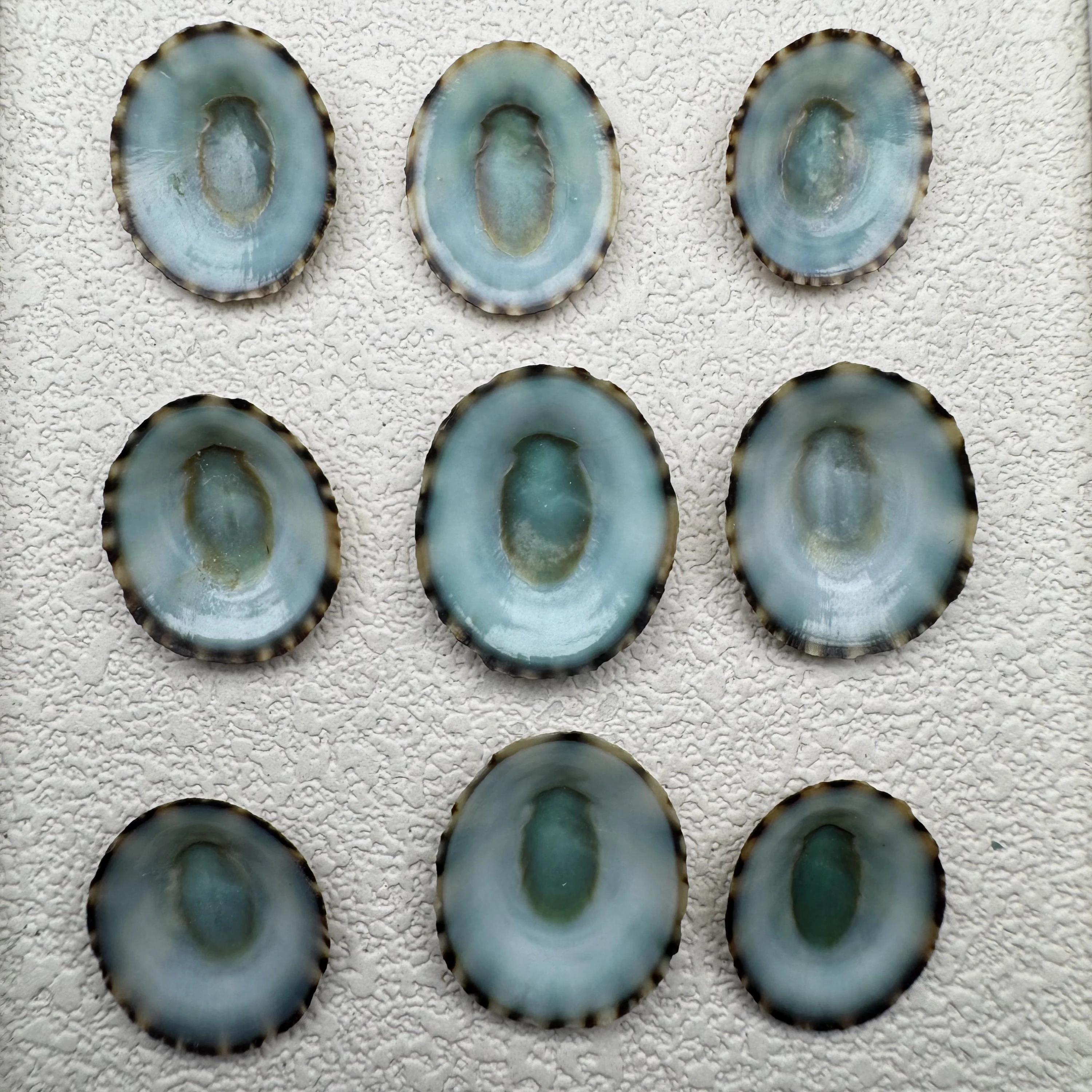 Lottia stanfordiana shell specimen from Mexico, 18-21.6 mm, image 1