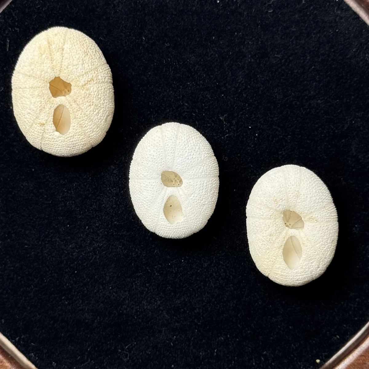 Echinoneus cyclostomus shell specimen from Kagoshima, Japan, 21.5-23.7 mm, image 2