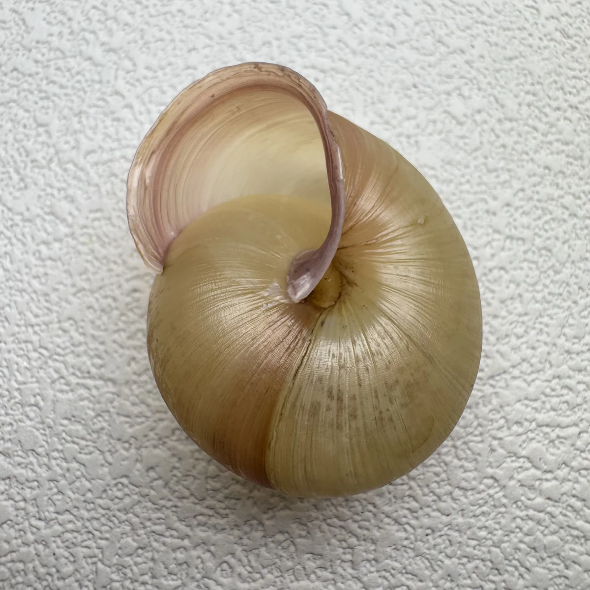 Euhadra amaliae shell specimen from Okinawa, Japan, 34.7 mm, image 4