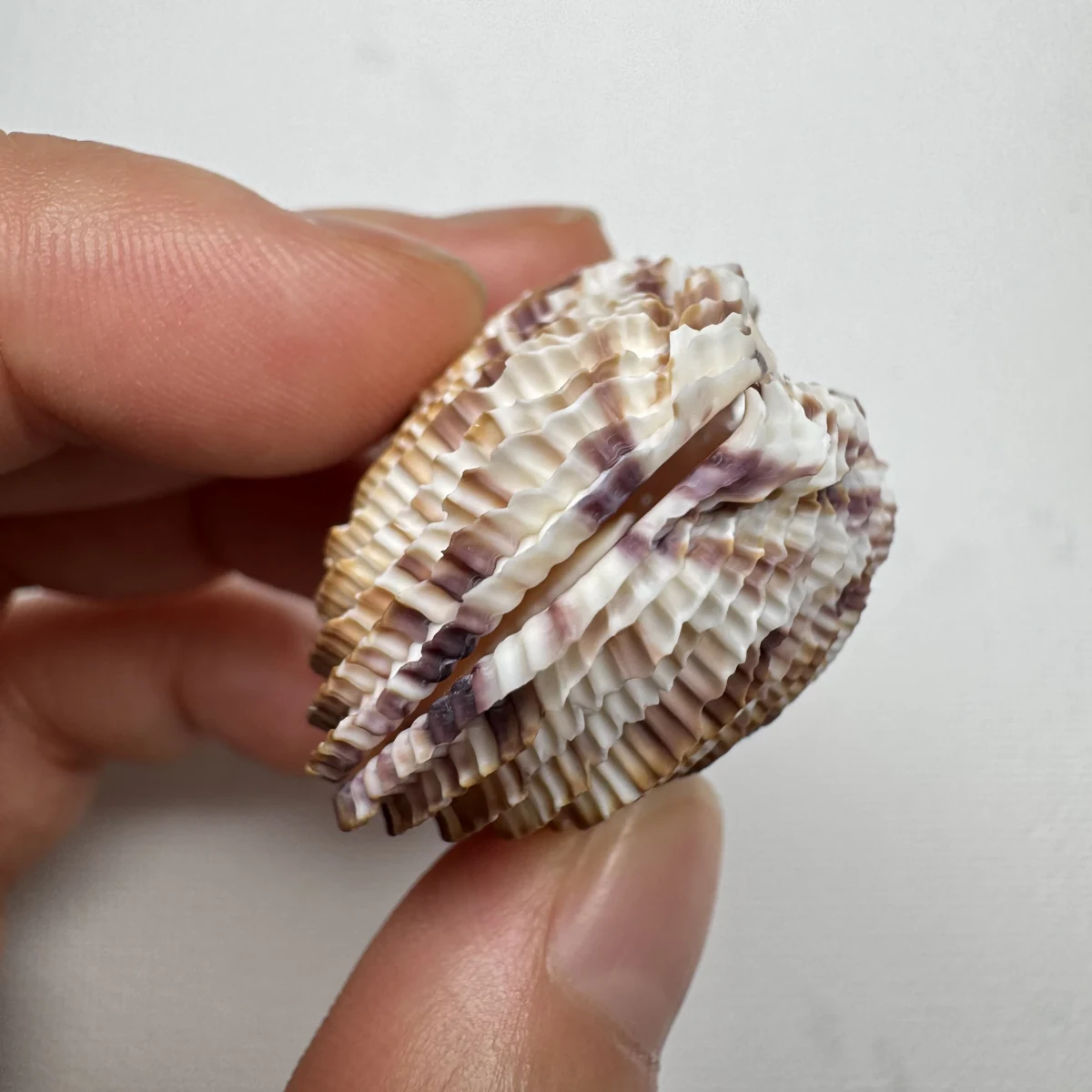 Antigona lamellaris shell specimen from Beihai,Guangxi,China, 31.9*40.9 mm, image 3