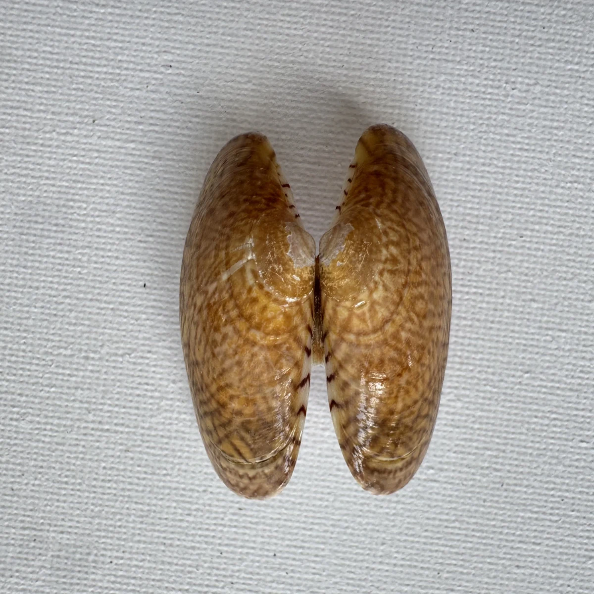 Paphia undulata shell specimen from Fujian,China, 42.7 mm, image 1