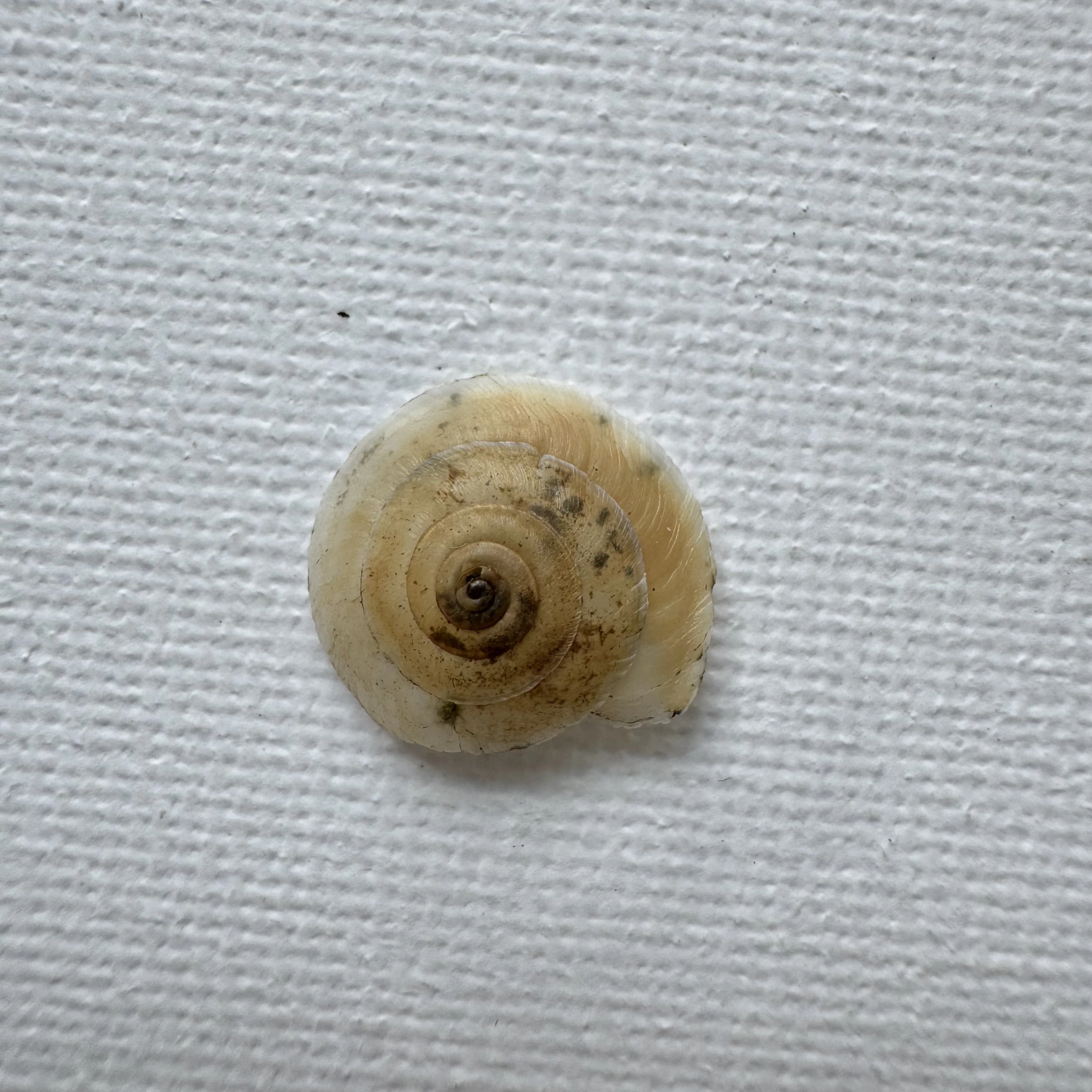 Bradybaena strictotaenia shell specimen from Longnan, Gansu, China, 15.2 mm, image 1