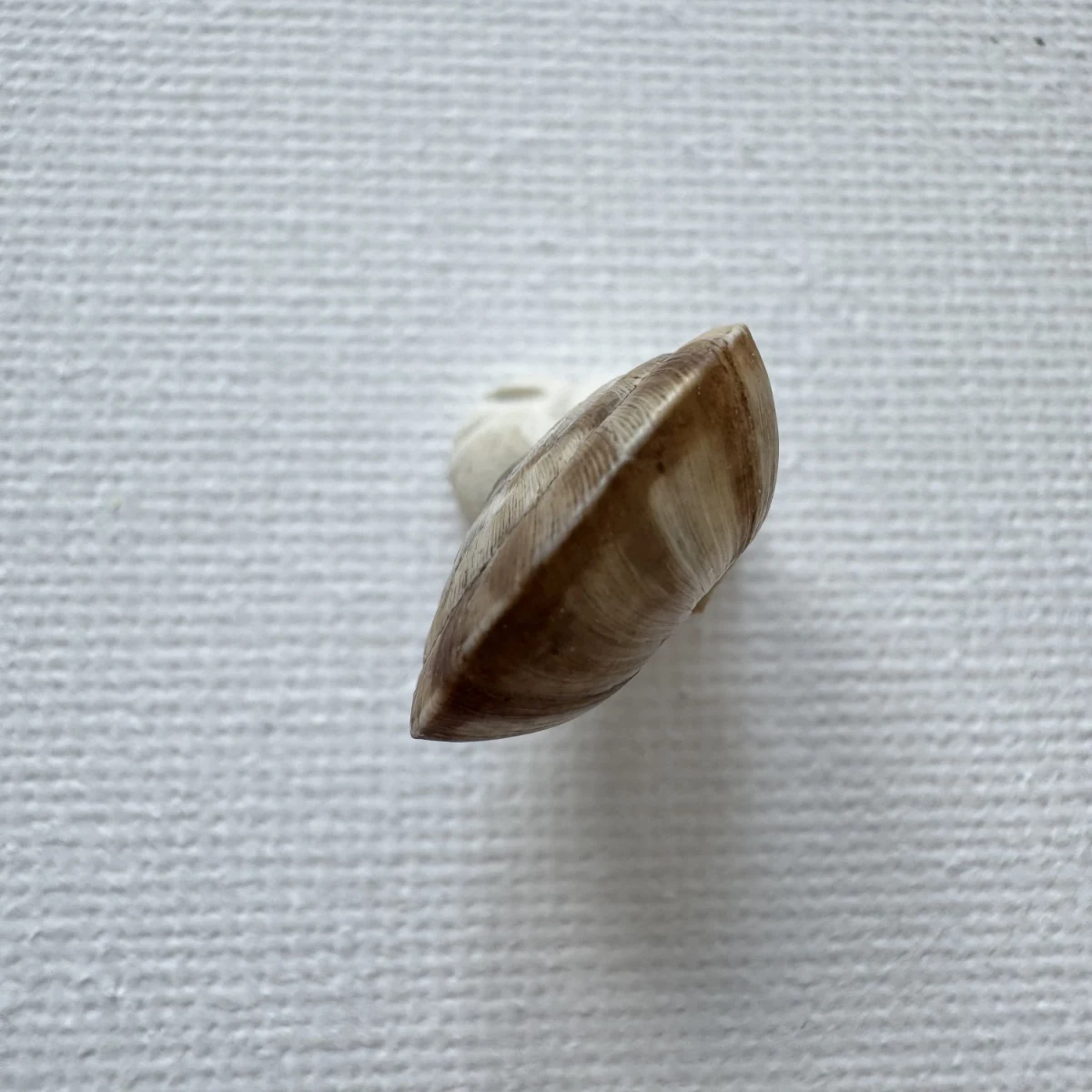Laeocathaica pewzowi shell specimen from Longnan, Gansu, China, 16.6 mm, image 4