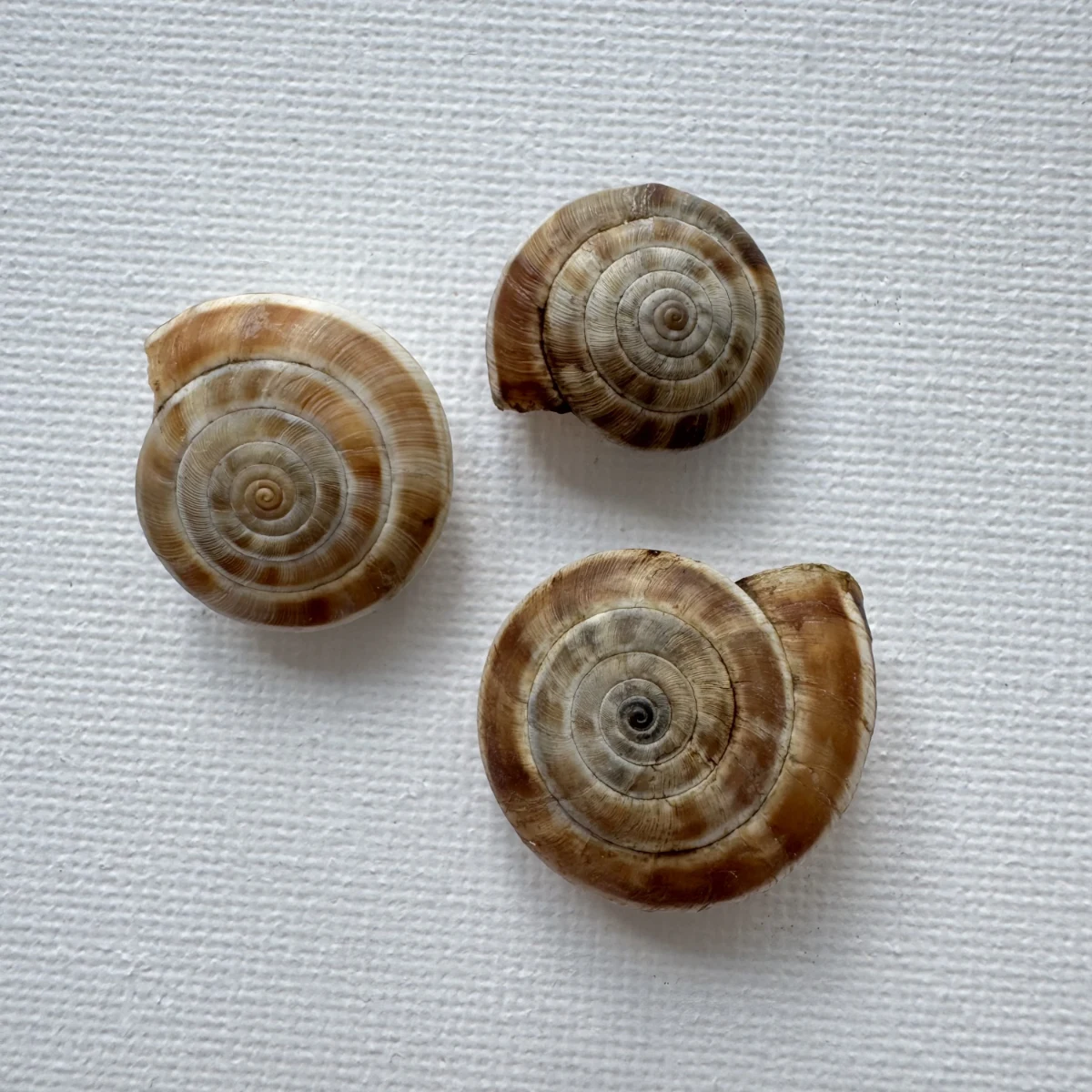 Laeocathaica carinifera shell specimen from Longnan, Gansu, China, 18-24.7 mm, image 1