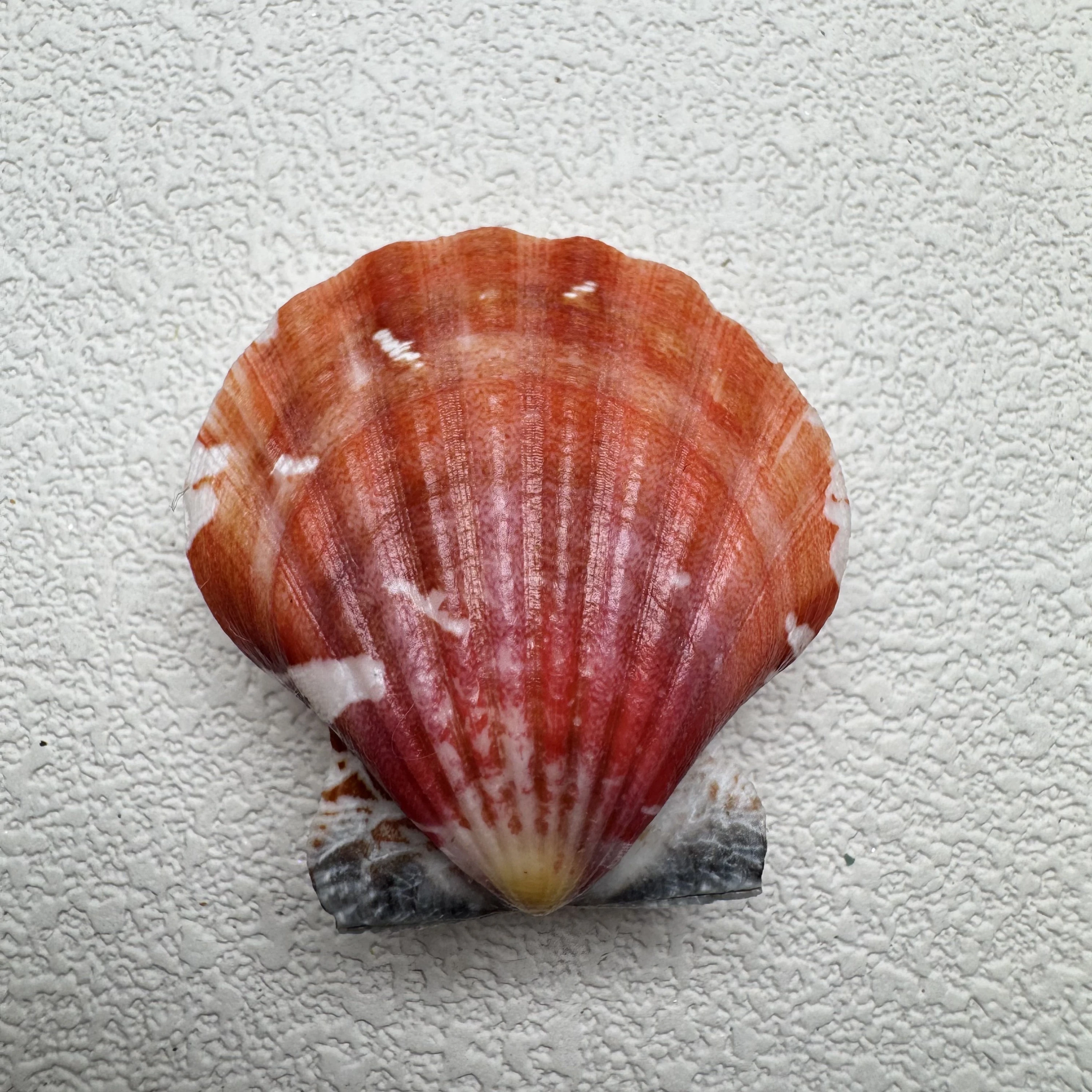 Bractechlamys vexillum shell specimen from Philippines, 35.8 mm, image 1