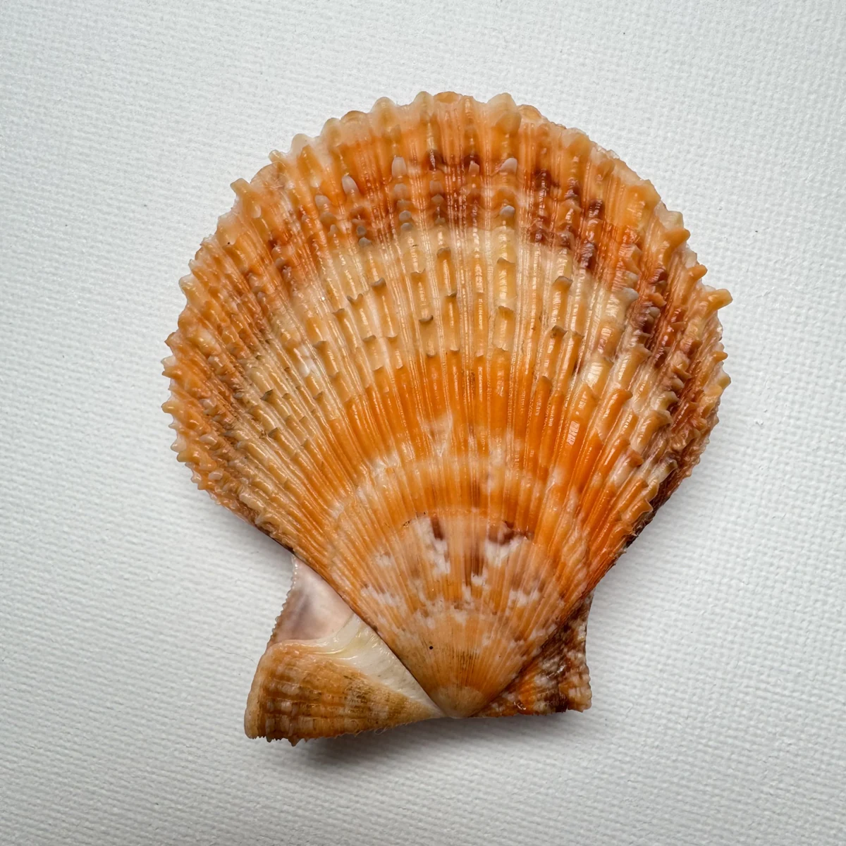 Scaeochlamys farreri shell specimen from Shandong, China, 61.6 mm, image 2