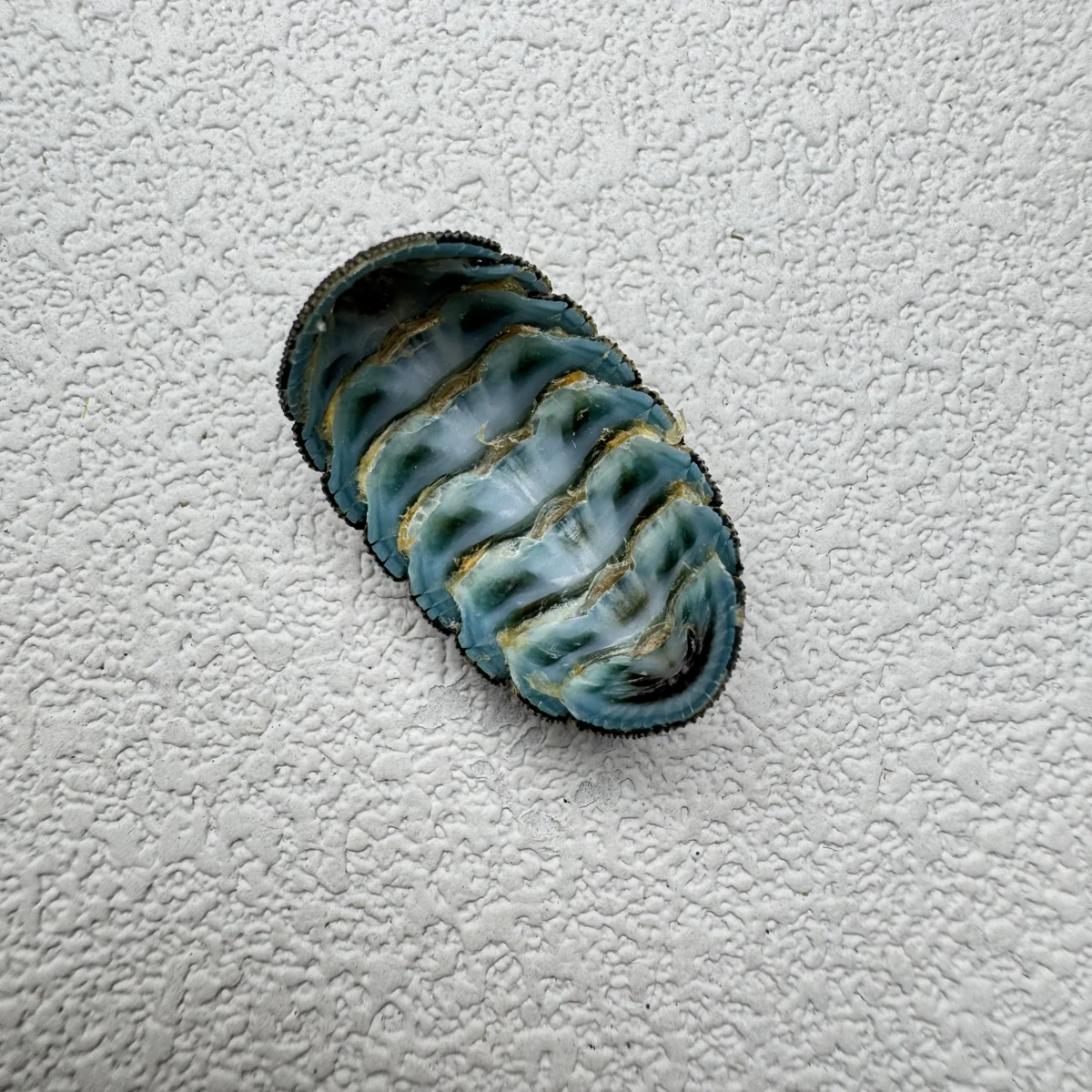 Lepidozona coreanica shell specimen from Yellow Sea, China, 19-24 mm, image 1