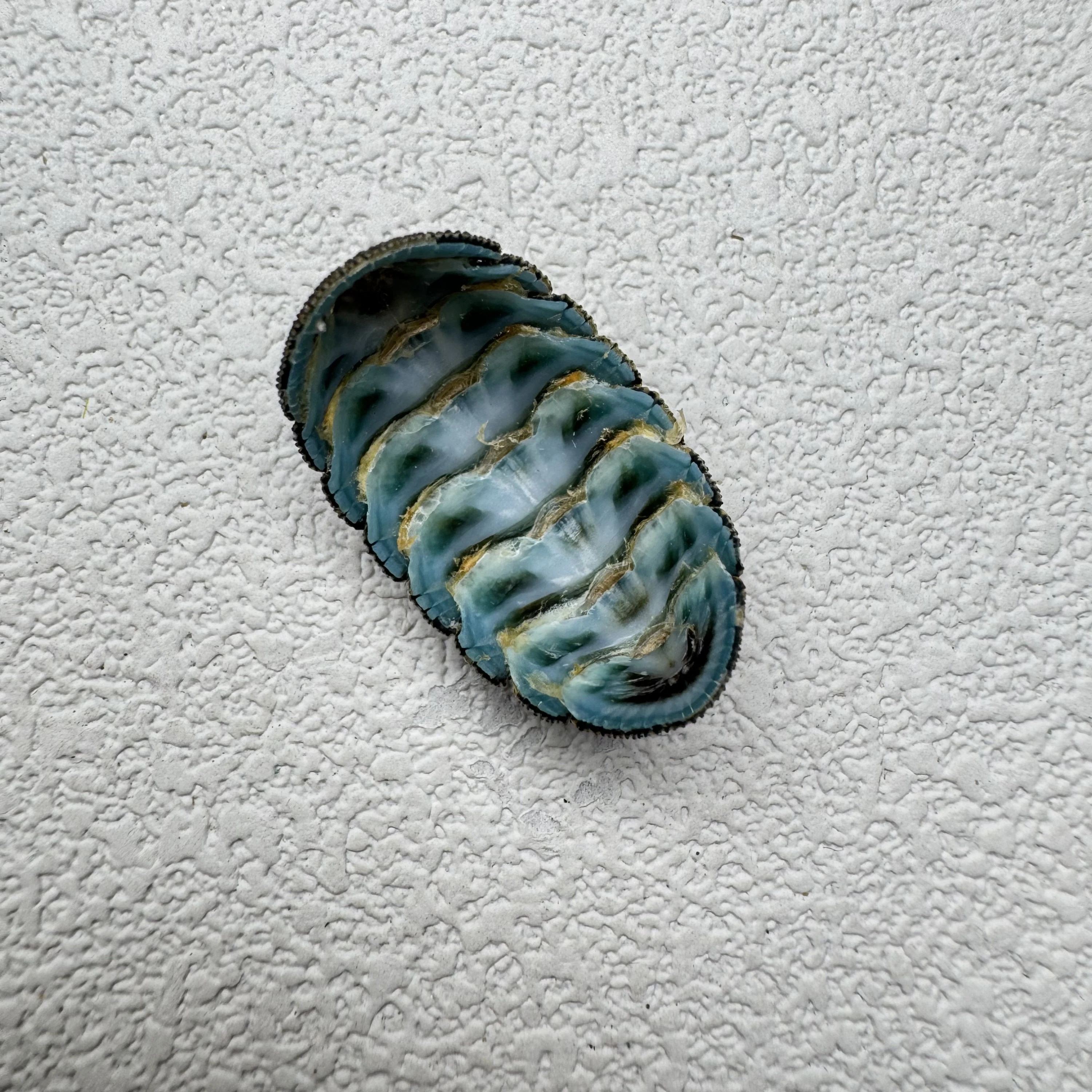Lepidozona coreanica shell specimen from Yellow Sea, China, 19-24 mm, image 1