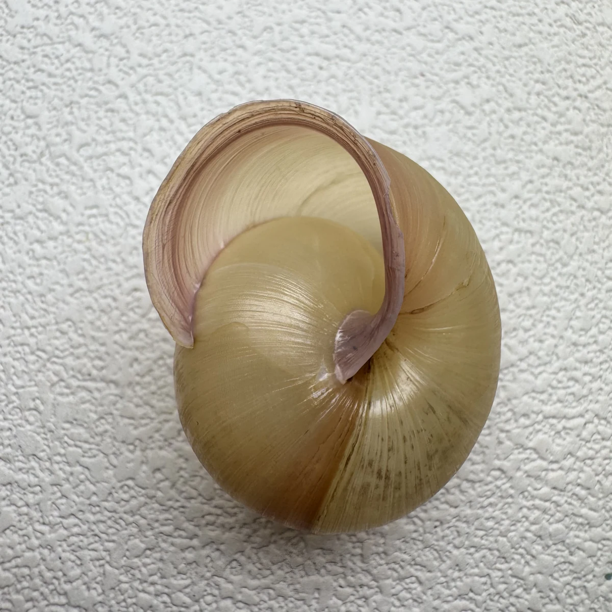 Euhadra amaliae shell specimen from Okinawa, Japan, 34.7 mm, image 3