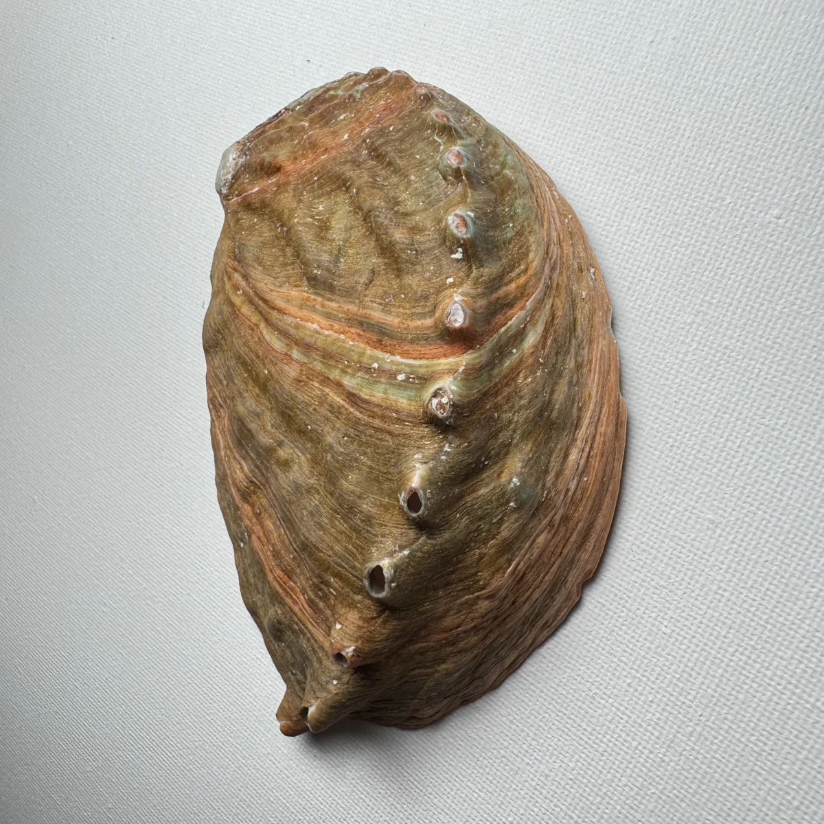 Haliotis discus shell specimen from Hinomisaki, Wakayama, Japan, 117.2 mm, image 4